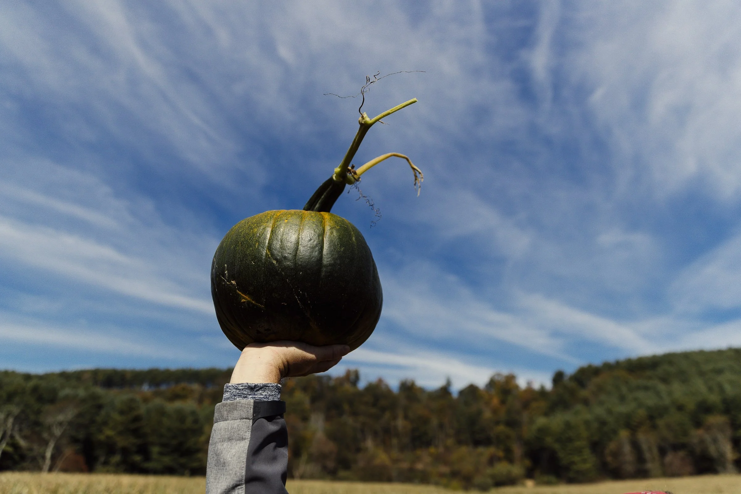 pumpkin_new_river_568.jpg
