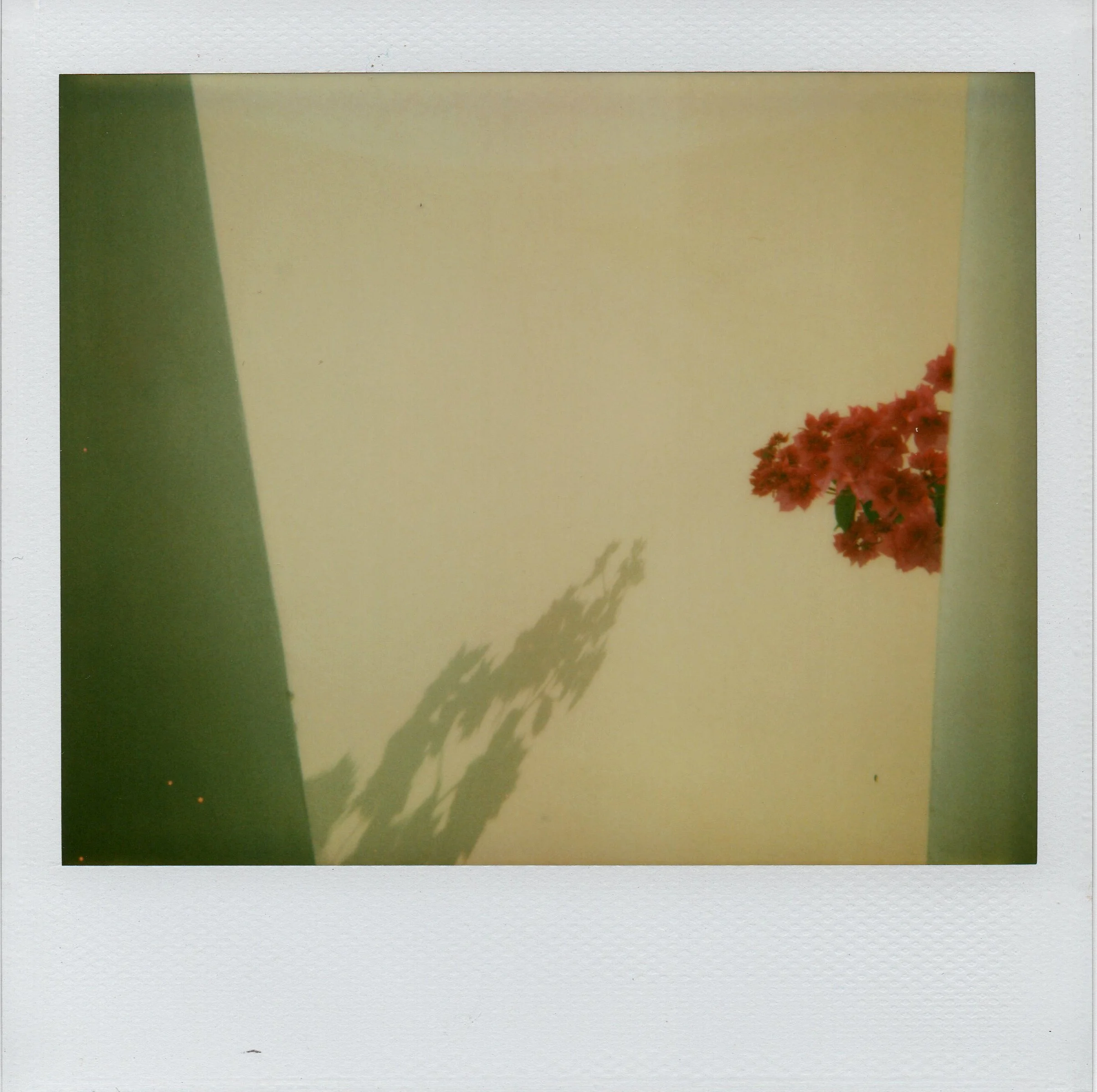 Four o'clocks,   2009 