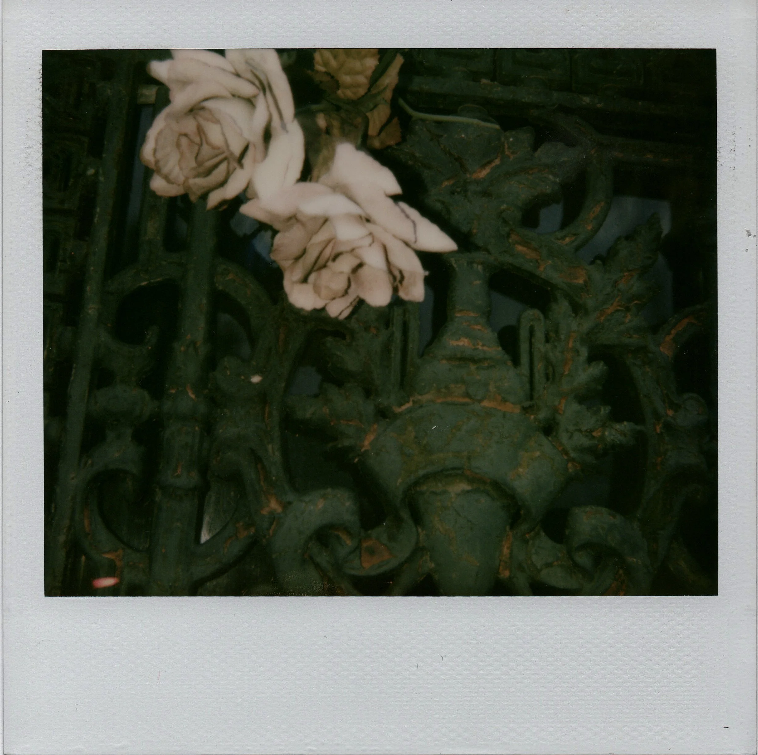 For the Roses,  2007 