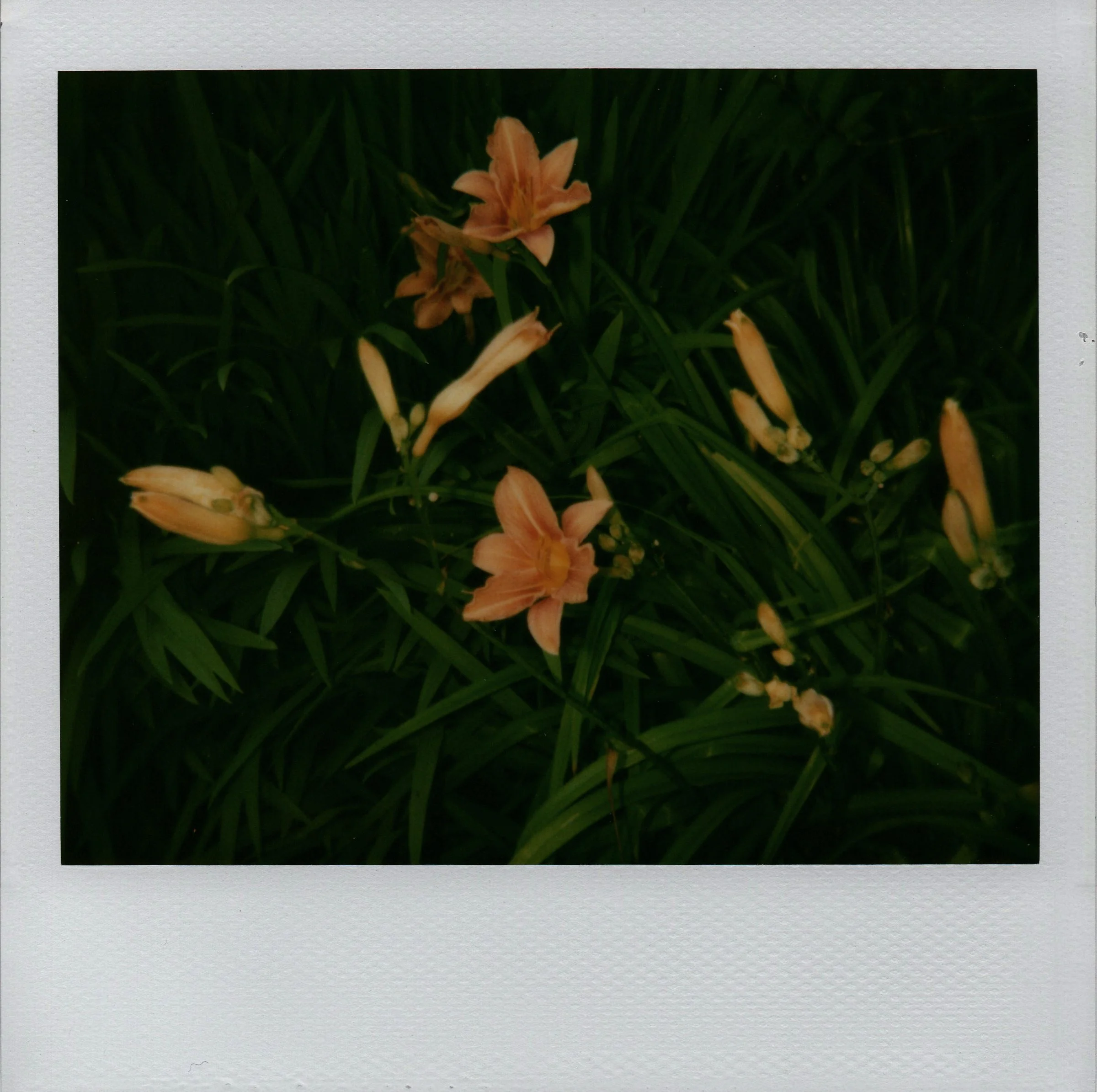 Tiger Lillies,  2007 
