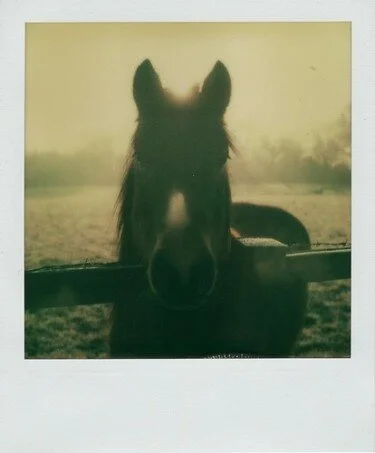 Eyes of a Horse, 2009 