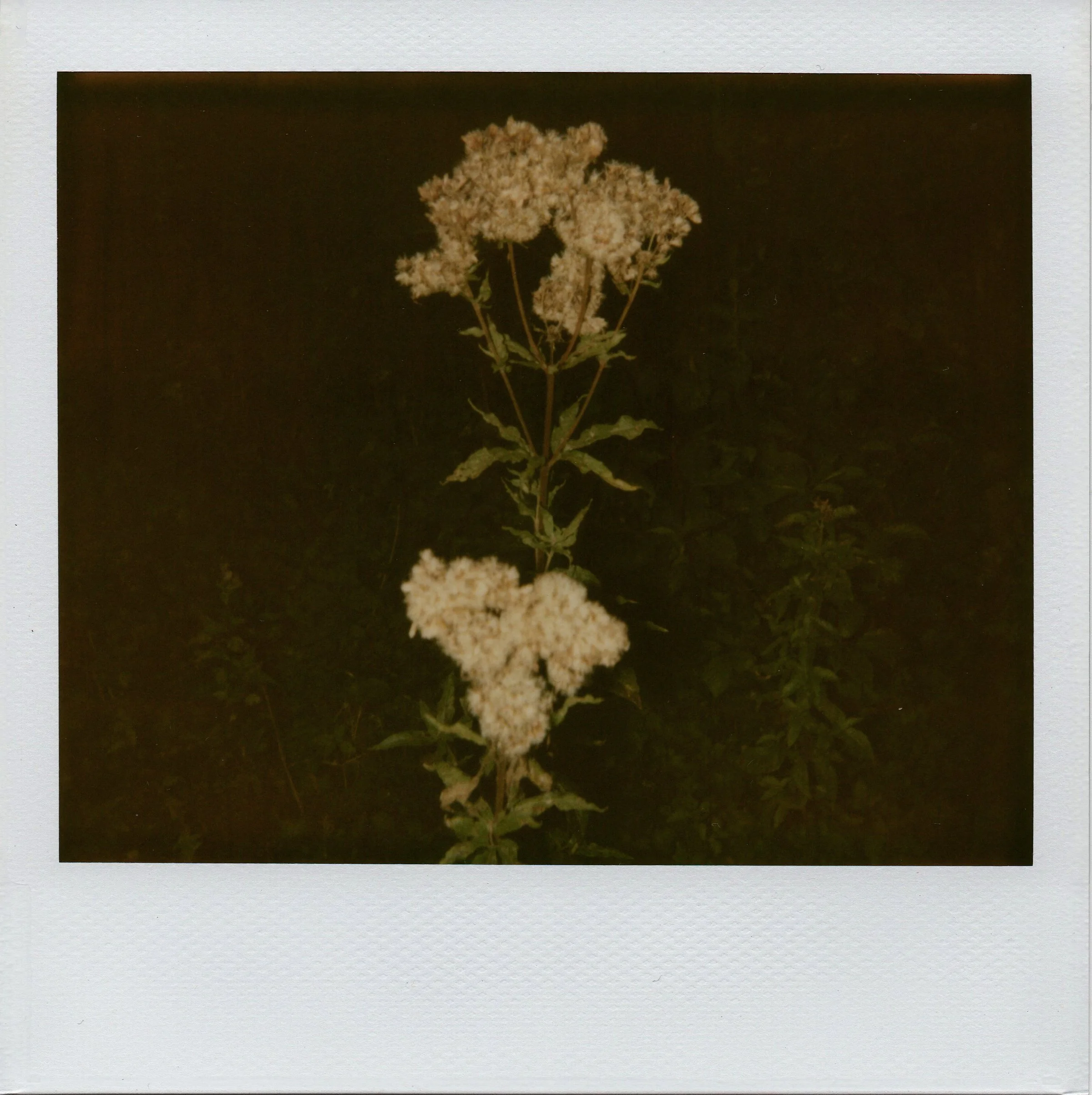 Night Flower,  2010 