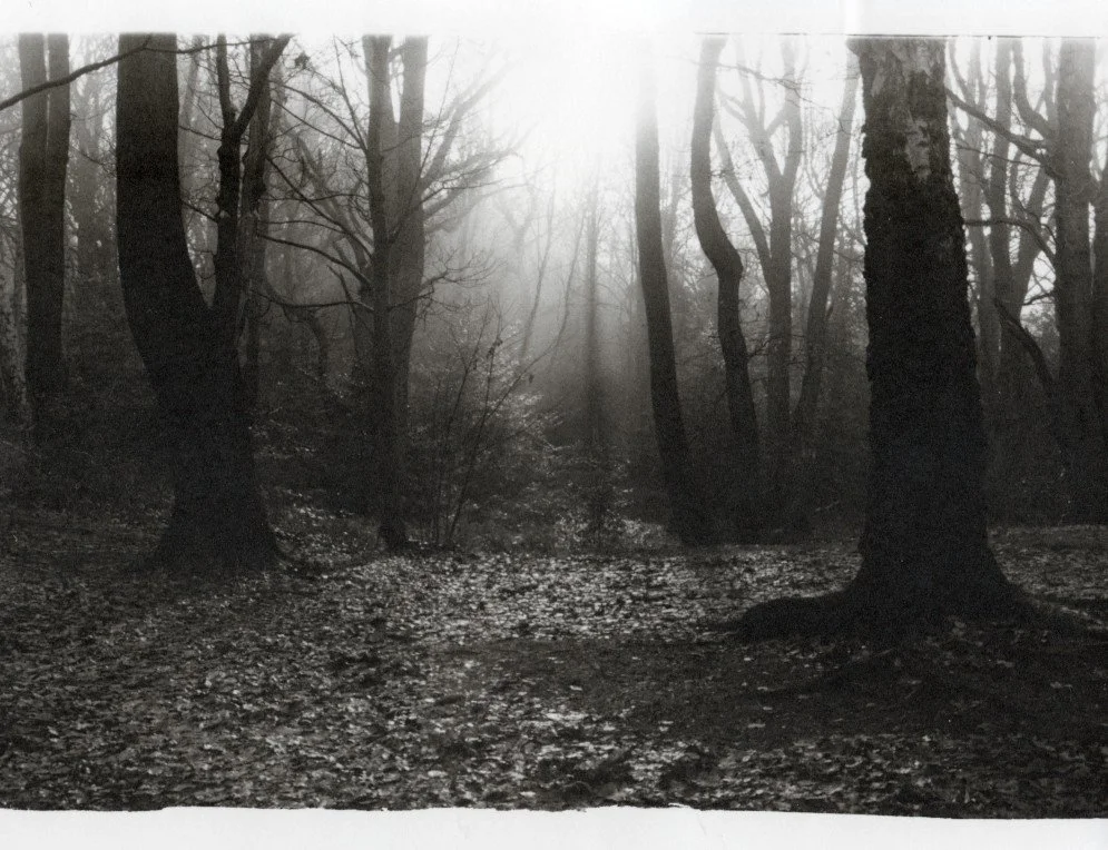 Into the trees,  2021 