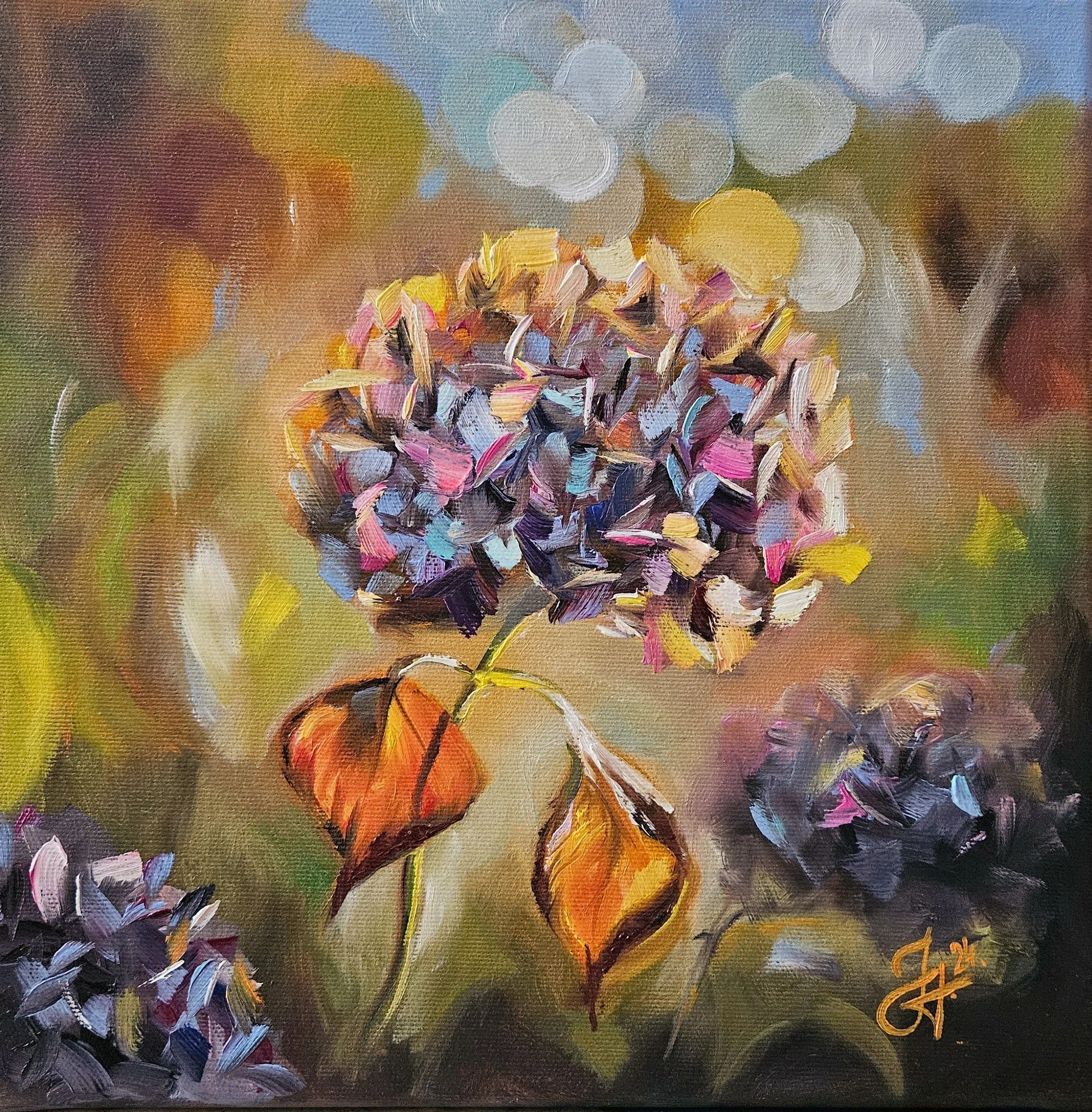 Hortenzia pri východe slnka. Hydrangea.