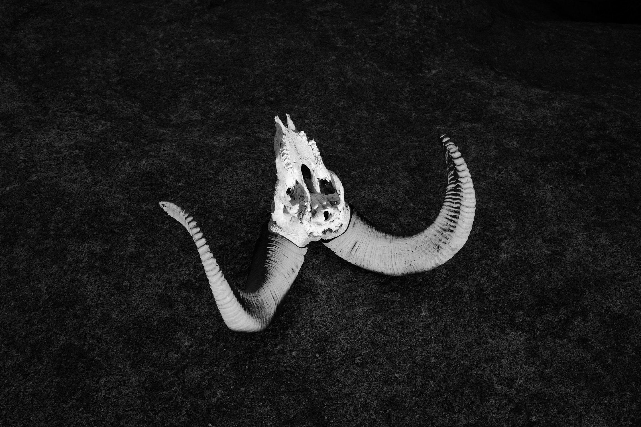 24_Desert_Bighorn_Sheep_Skull_Mineral_Mountains_Arizona_Friday_March_22_2019_1.jpg