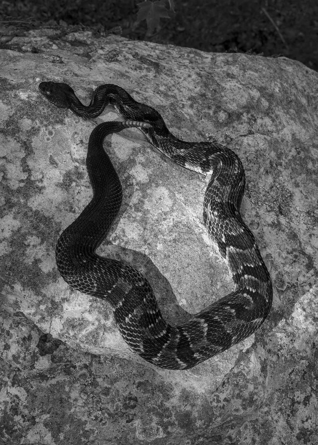 29_Timber_Rattlesnake_Devil's_Nose_Mountain_Tennessee_Tuesday_June_23_2020.jpg