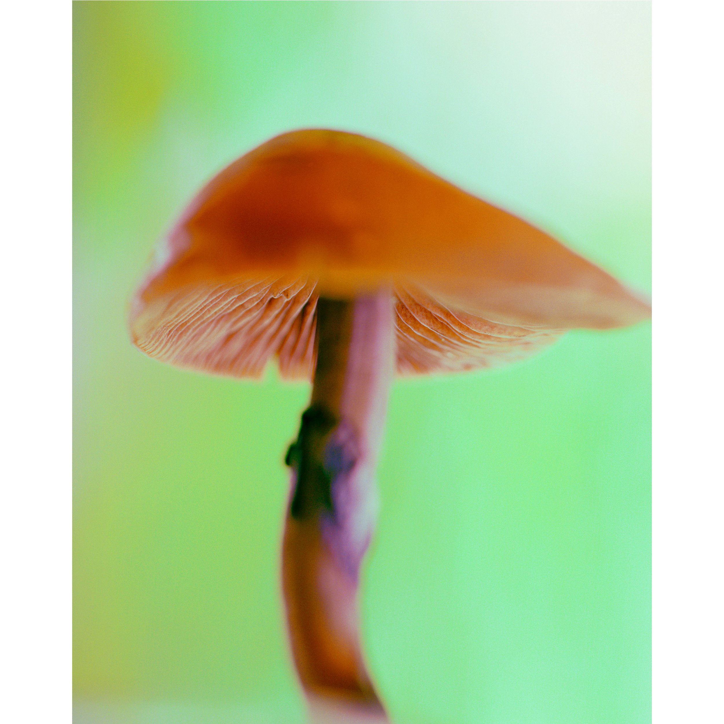 alex-de-brabant_psilocybe-01.jpg