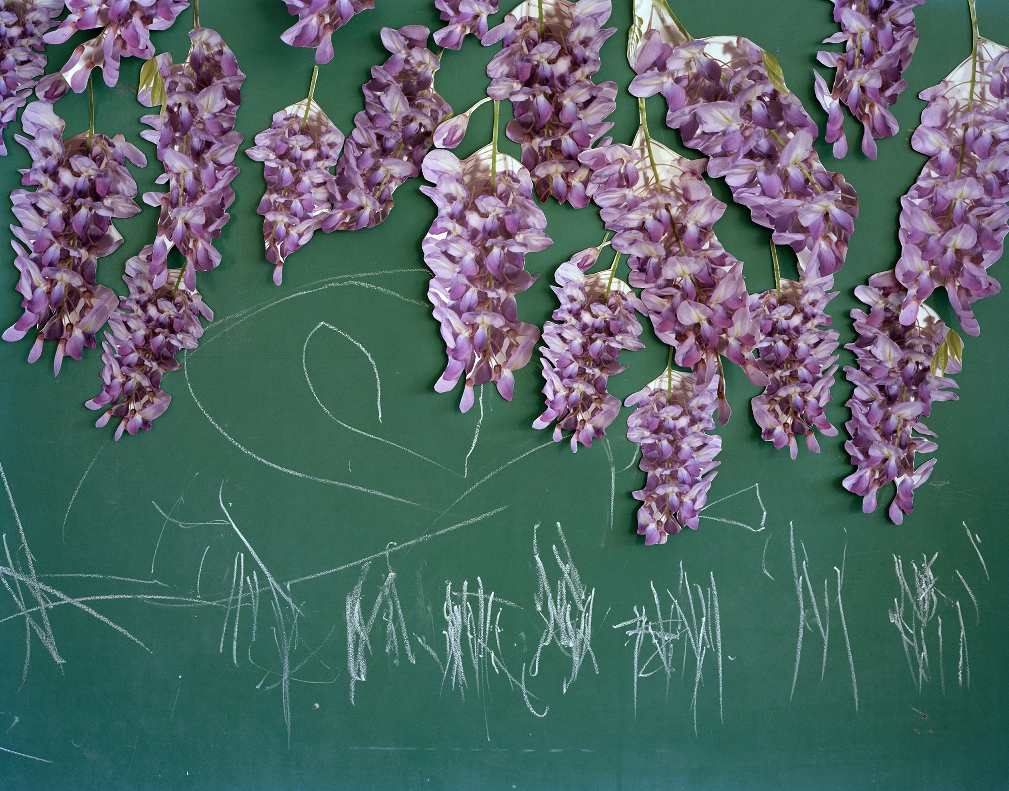 11_Vines_Pecchio copy.jpg