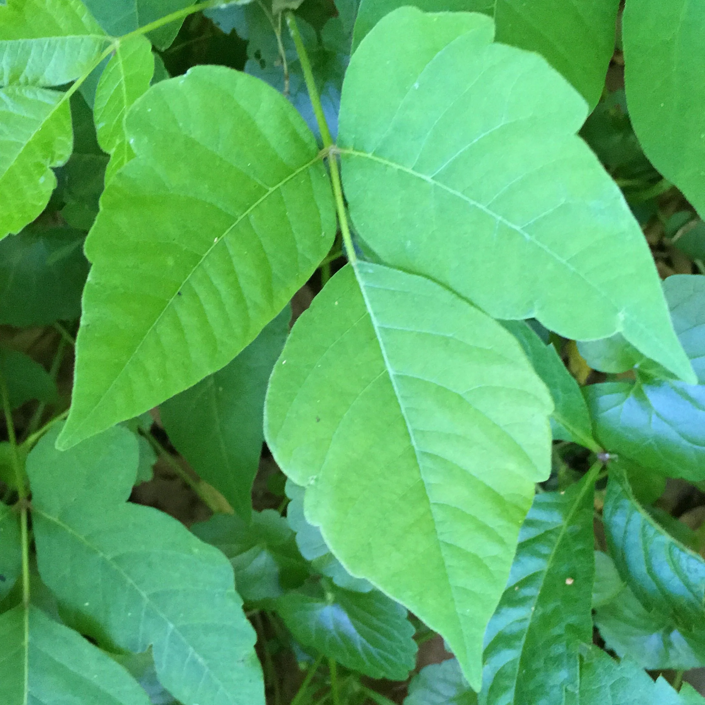 Eastern Poison Ivy