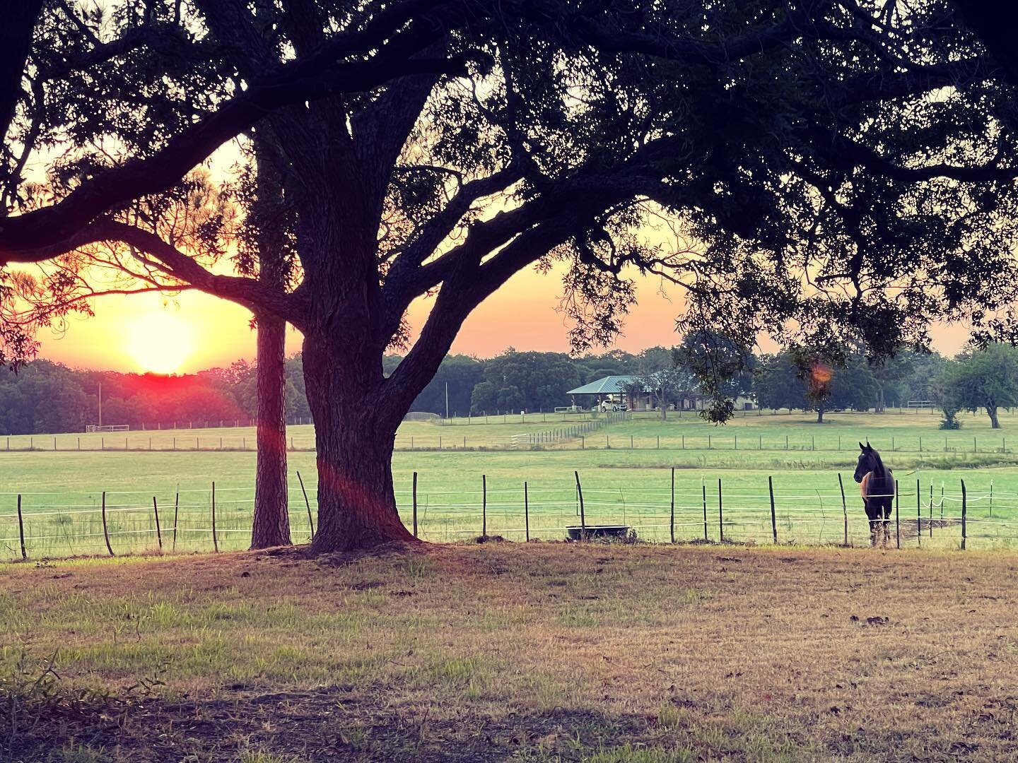 Good morning. Are you ready to ride?

#sunrise #horse #warmbloodsofinstagram