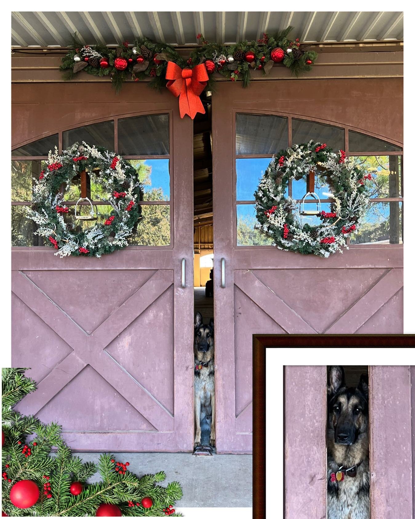 Only 28 more days until Christmas! Dante is already waiting for Santa. 

#santa #barndog #frisco #horse #barn #christmas