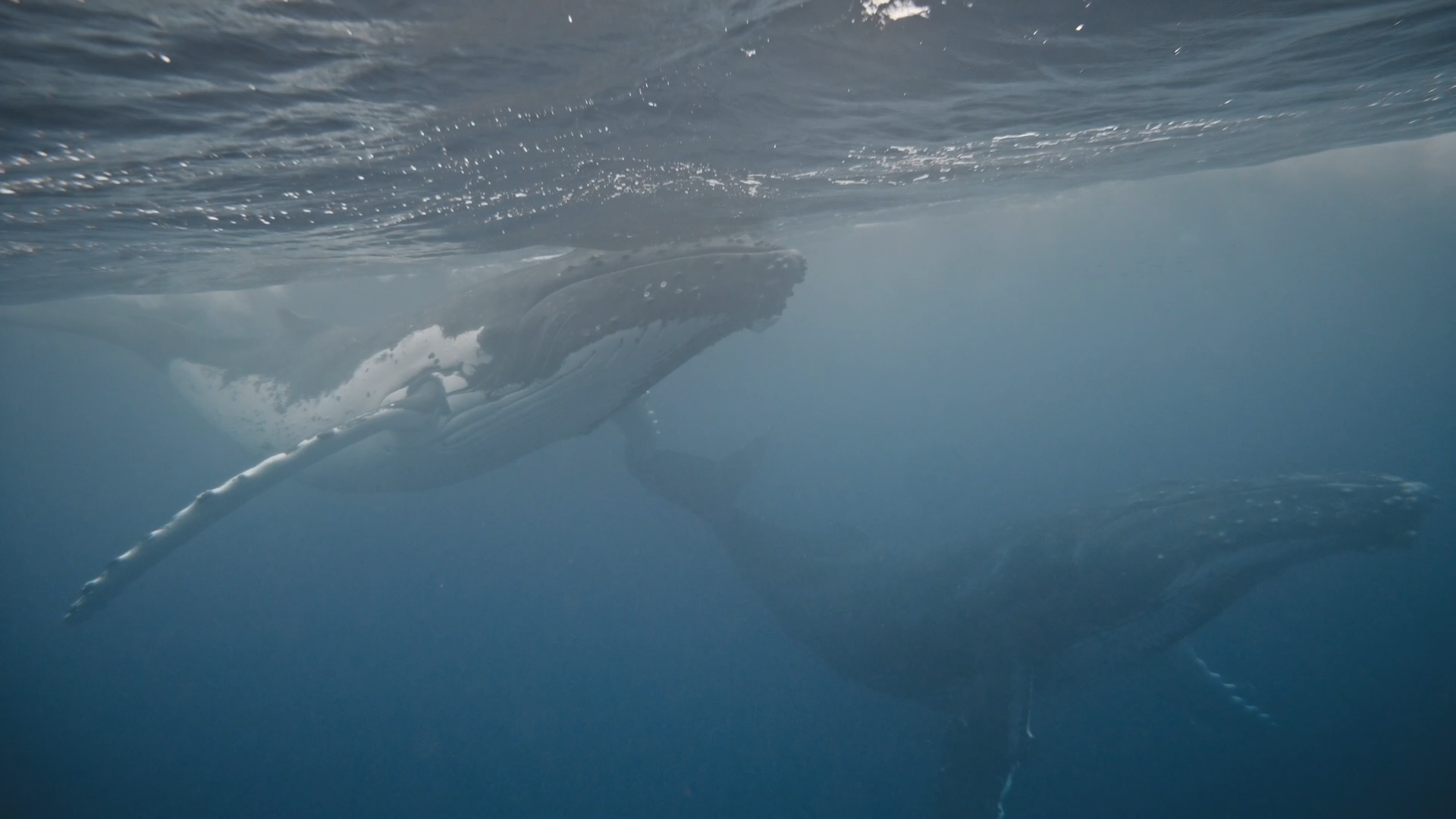 leviathan offline v8 no music no TC.mov.01_14_17_05.Still009.png