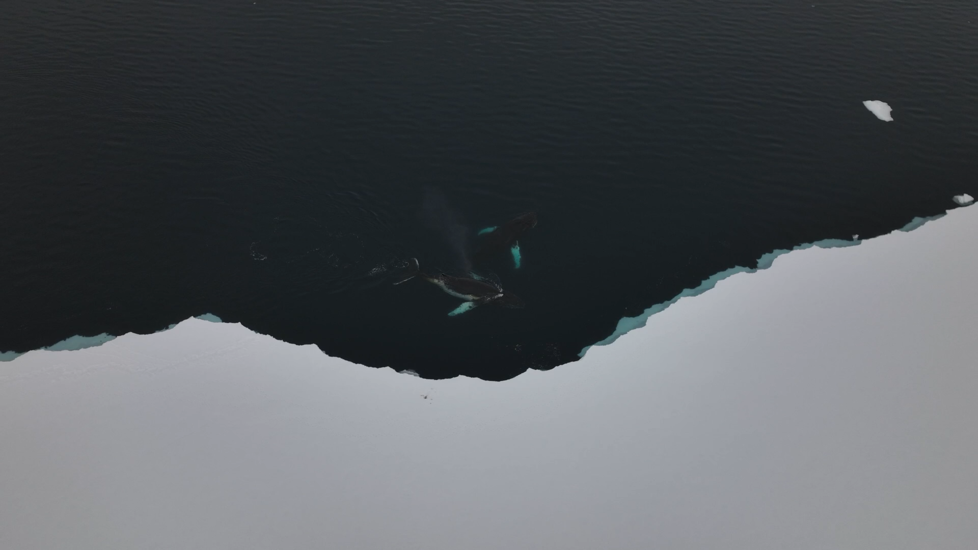 leviathan offline v8 no music no TC.mov.01_15_44_05.Still010.png