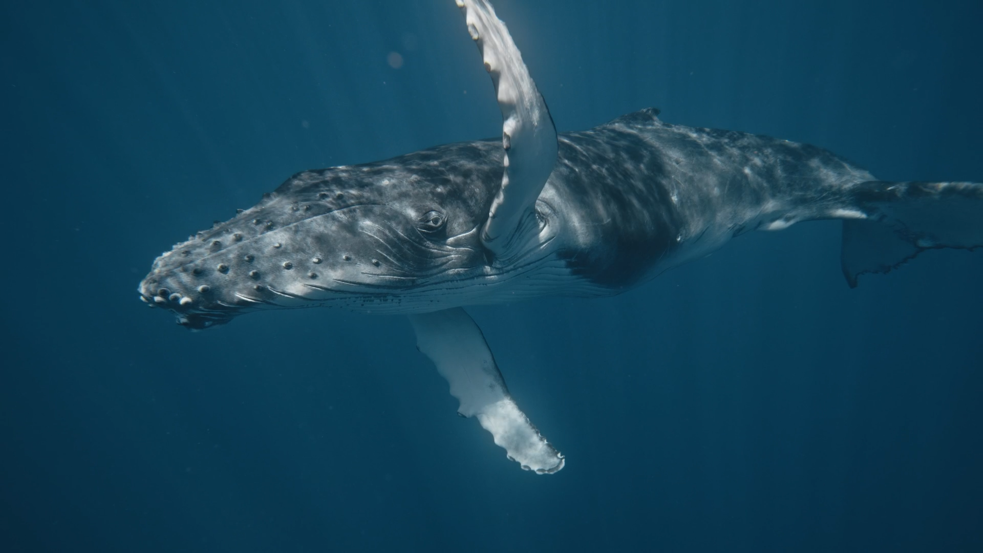 Leviathan_Press_Pic_V1.png