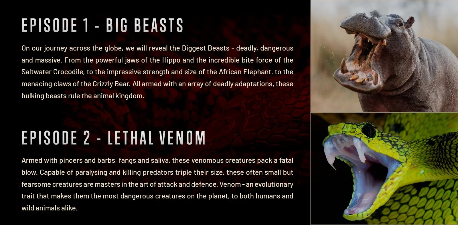 Danger_Decoded_Predators_V13.jpg