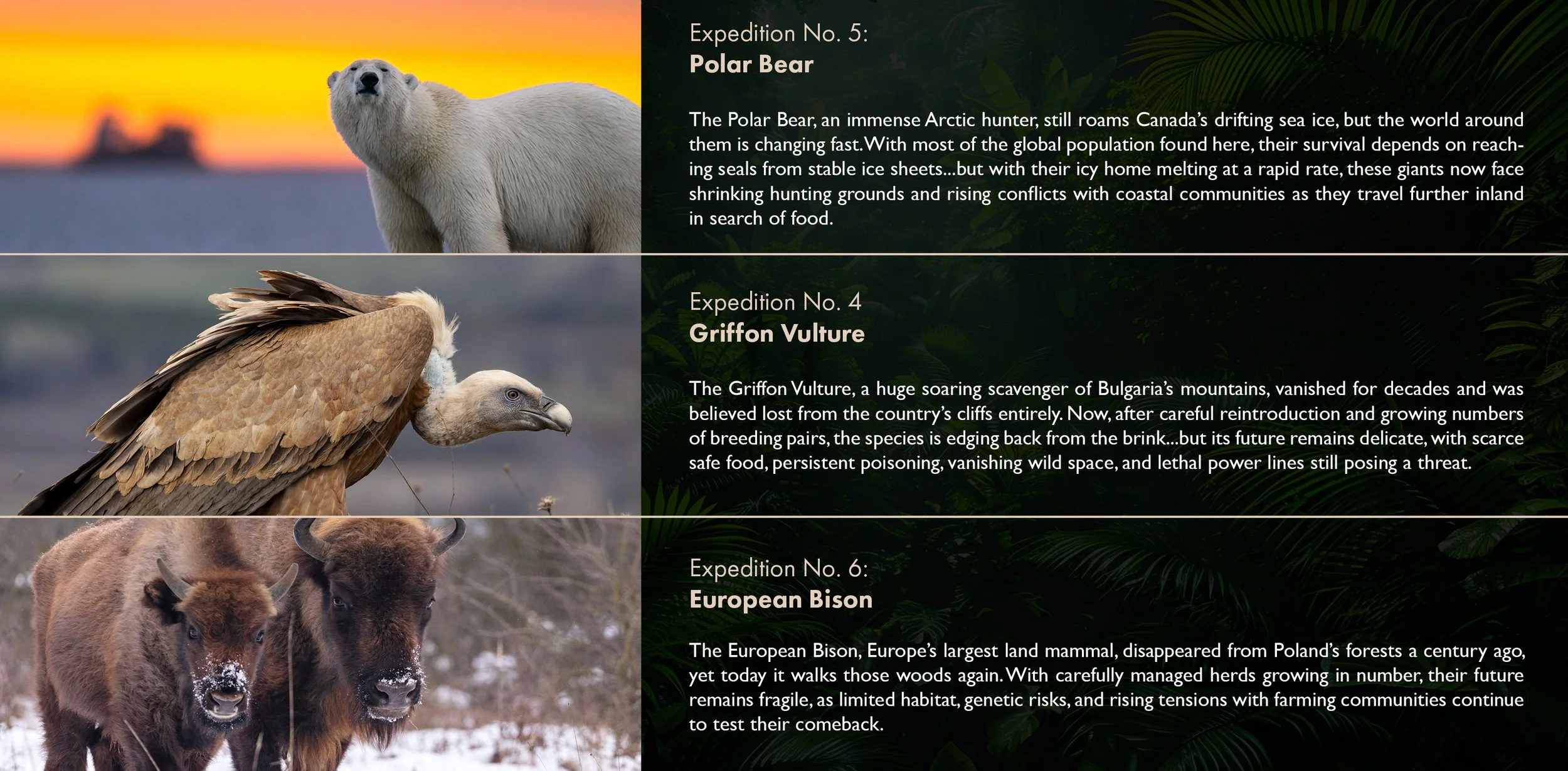 Wild_Return_S2_Treatment_V13.jpg
