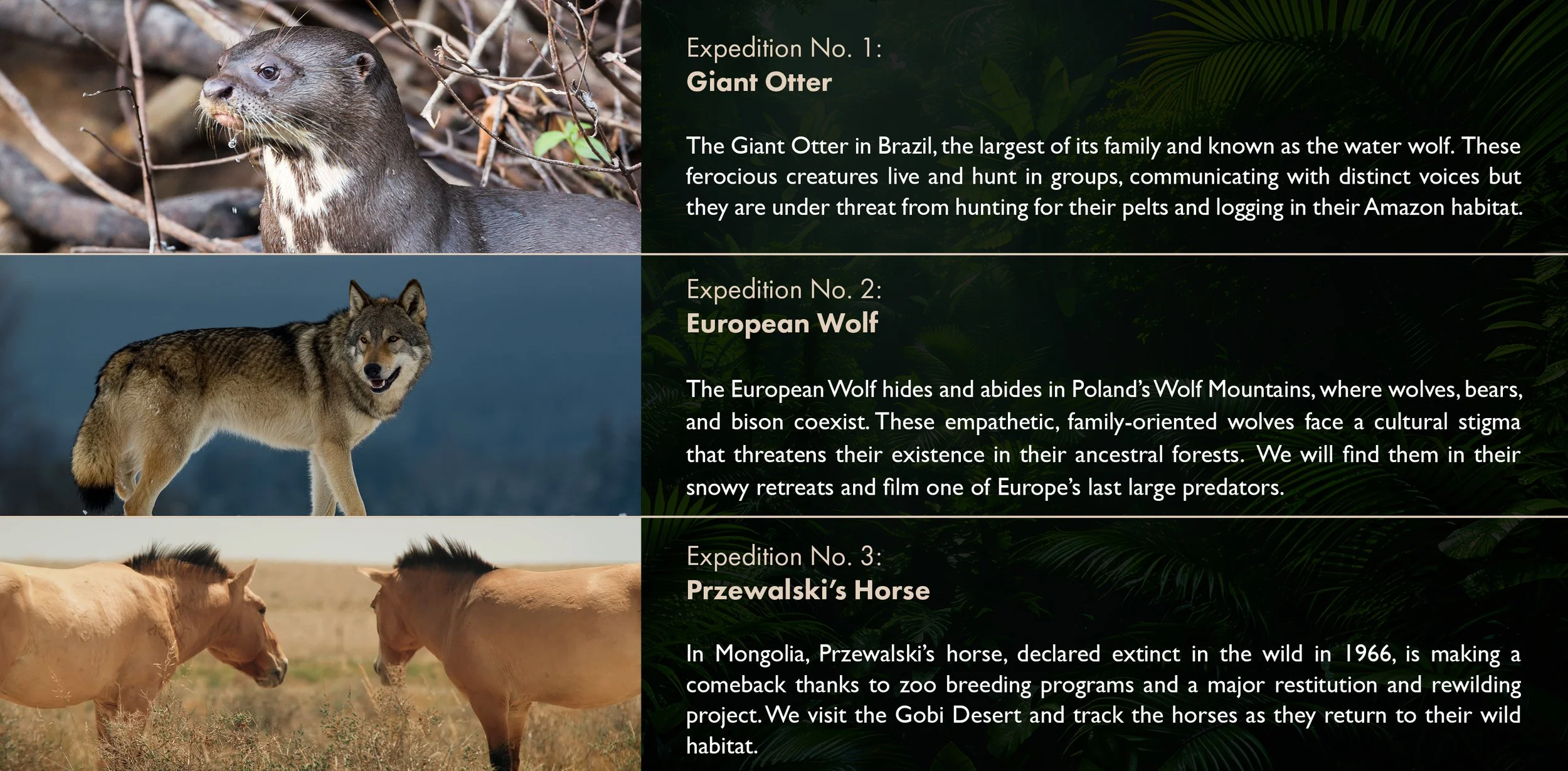 Wild_Return_S1_Treatment_V12.jpg