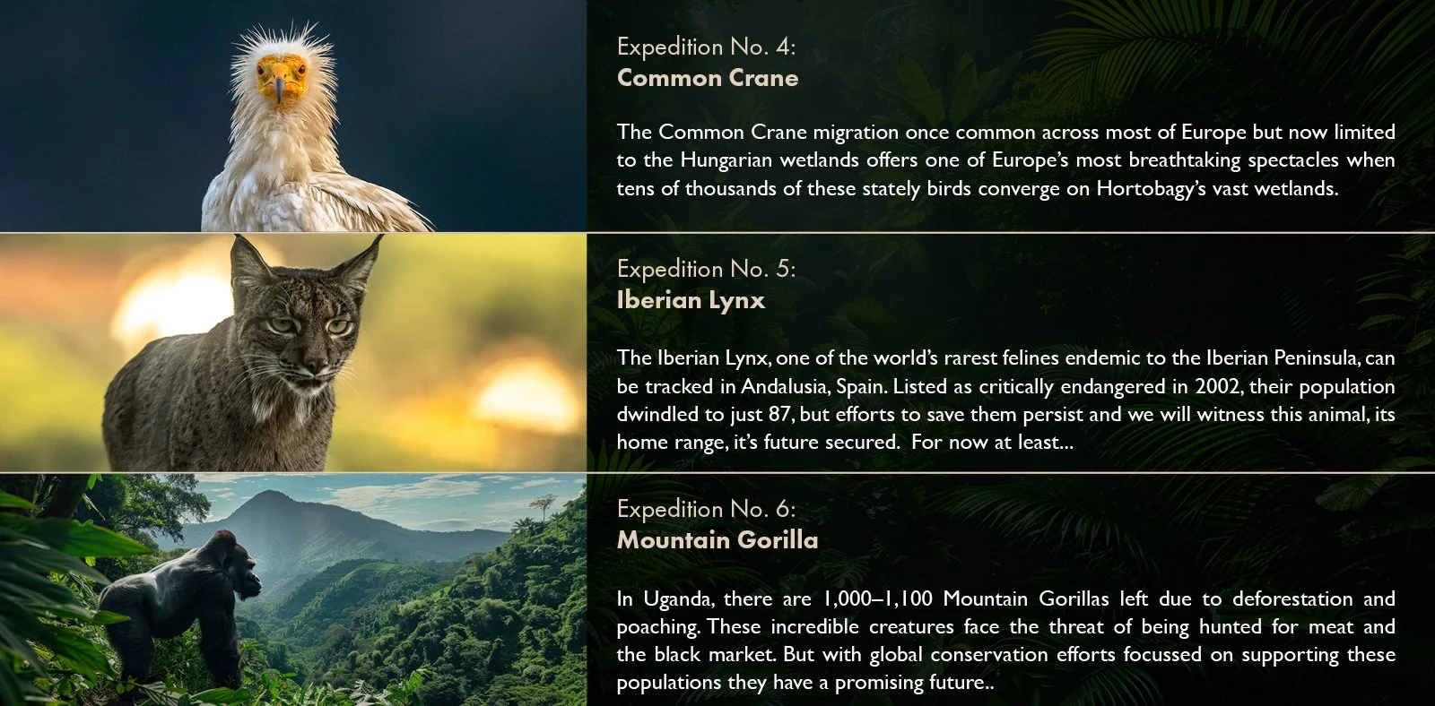 Wild_Return_S1_Treatment_V12.jpg