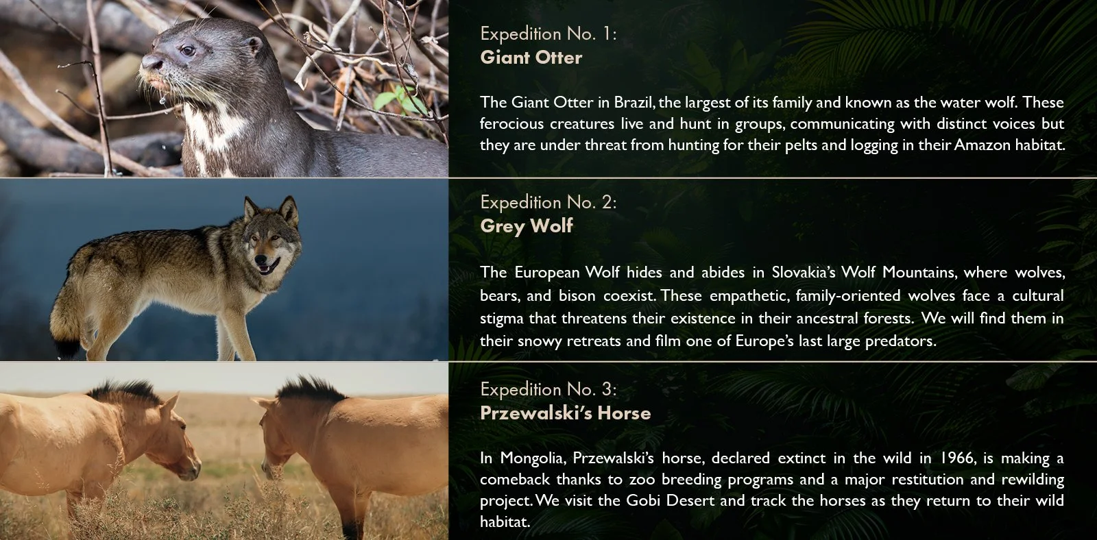 Wild_Return_S1_Treatment_V16.jpg