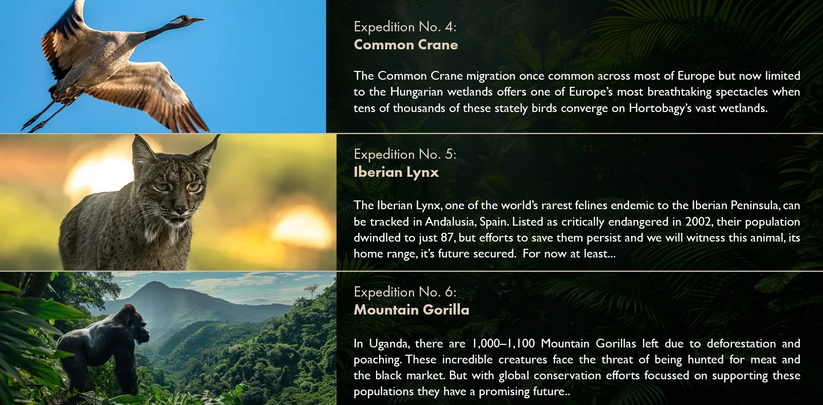 Wild_Return_S1_Treatment_V17.jpg