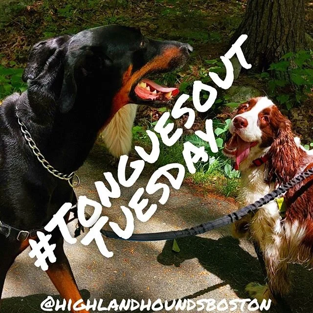 #TongueOutTuesday brought to you by the dashing Diamond and magical Merlin 😛 🐕 ⠀
.⠀
.⠀
.⠀
#dogs #dogsofinstagram #dogofthedayjp #dogstagram #jamaicaplain #dogsofinsta #dogslife #doglover #cutedog #dogdays #happydogs #puppers #roxbury #instadogs #do