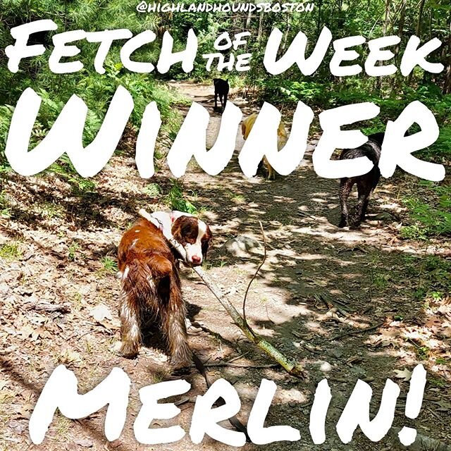 And the winner (I mean, all our dogs are winners😂) of our #fetchoftheweek is.... MERLIN!!!⠀
.⠀
.⠀
.⠀
#dogs #dogsofinstagram #dogofthedayjp #dogstagram #jamaicaplain #dogsofinsta #dogslife #doglover #cutedog #dogdays #happydogs #puppers #roxbury #ins