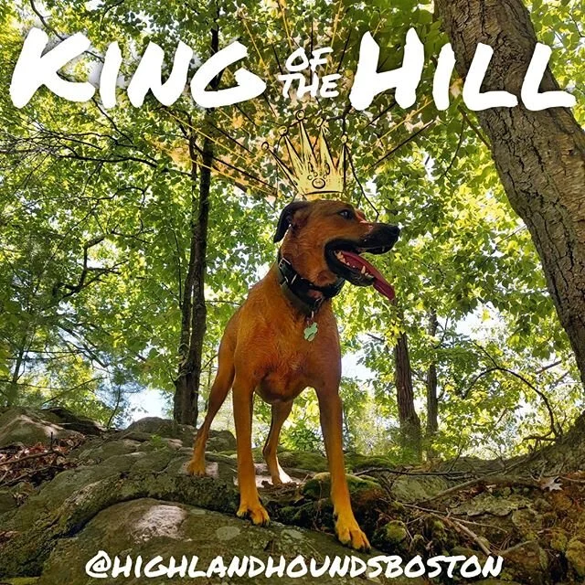 On behalf of all the royal pups in our pack I cordially invite your Kings and/or Queens to join the fun! Give your pup the royal treatment by enrolling in our Pack Adventure  program! #kingofthehill ⠀
.⠀
.⠀
.⠀
.⠀
#dogs #dogsofinstagram #dogofthedayjp