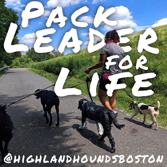 Looks fun, right? Interested in leading the best pack in Boston? Send us a DM and let us hear why you'd make the best pack leader in town! 😎 🐕