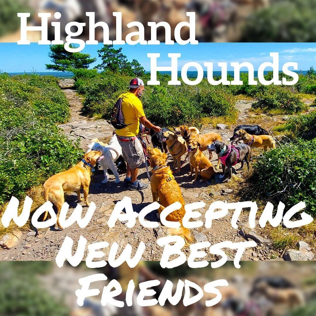 Friendship and Socialization are the cornerstones of what we do at Highland Hounds. We believe Healthy Hounds make Happy Hounds. And Happy Hounds have lots of pack buddies! 🤗 🐕 ⠀
.⠀
.⠀
.⠀
.⠀
#dogs #dogsofinstagram #dogofthedayjp #dogstagram #jamaic