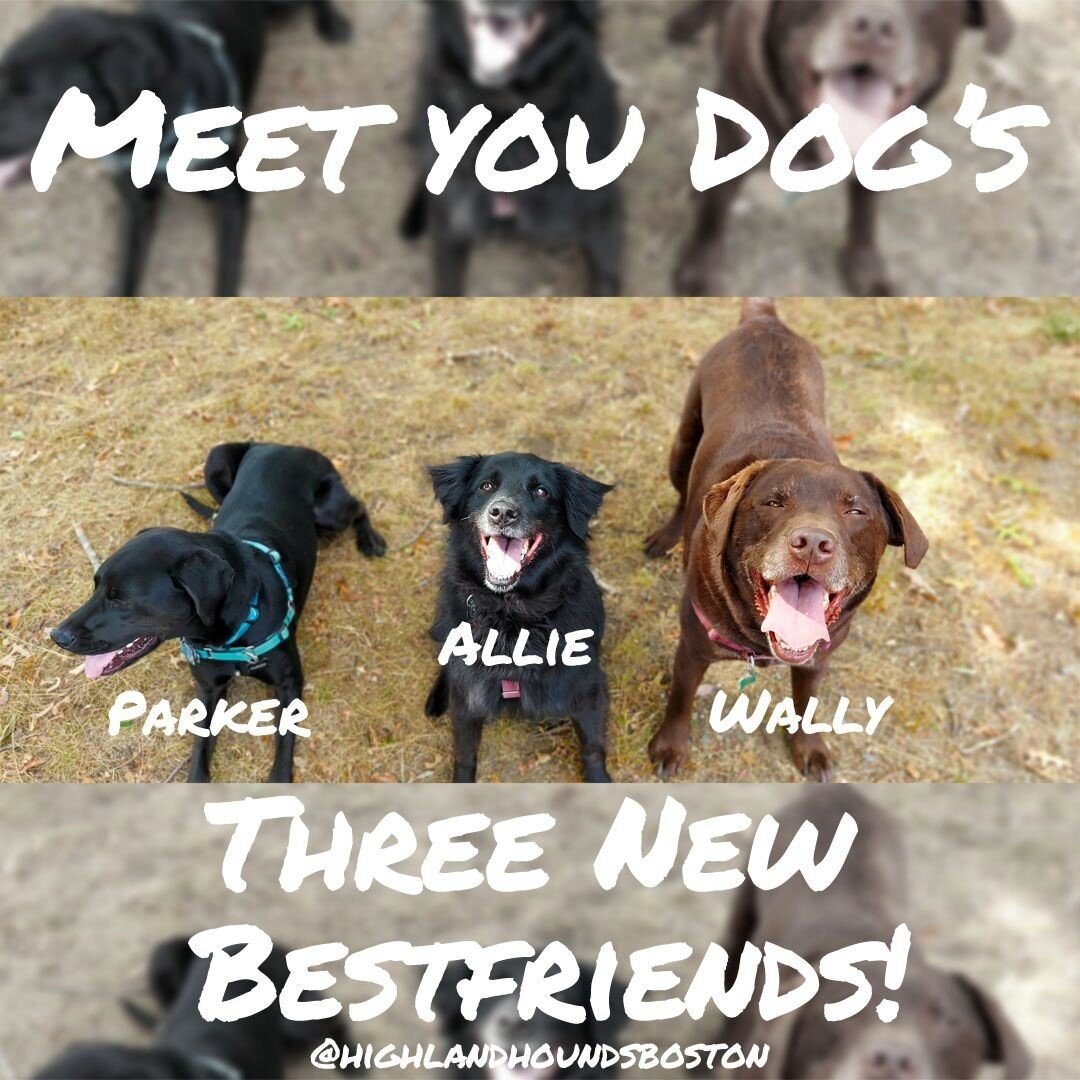 Parker, Allie, and Wally (and Maddie who was JUST out of frame) are so excited to meet their new best friend - YOUR DOG! Enroll now at our website (link in bio) and begin a new friendship! 😍 🐩⠀
.⠀
.⠀
.⠀
.⠀
#dogs #dogsofinstagram #dogofthedayjp #dog