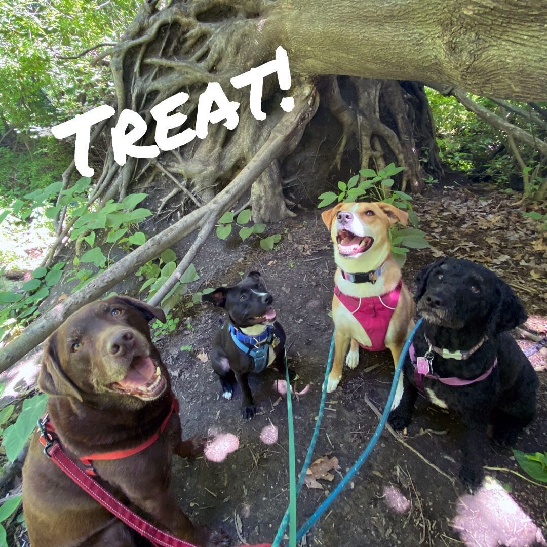 The magic word! Stevie's pack is HUNGRY for adventure.... and food. 😂 🐩 ⠀
.⠀
.⠀
.⠀
.⠀
#dogs #dogsofinstagram #dogofthedayjp #dogstagram #jamaicaplain #dogsofinsta #dogslife #doglover #cutedog #dogdays #happydogs #puppers #roxbury #instadogs #dogadv