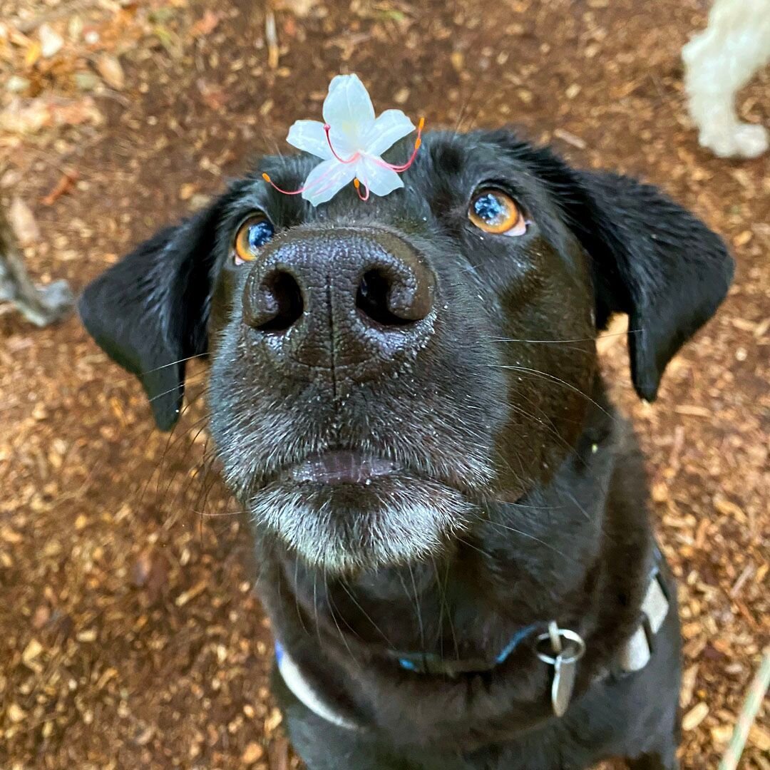 A rare peak of Zeke communing with his third eye. Usually the normal two are on the search for treats 🍕 🌮 🐶 ⠀
⠀
.⠀
.⠀
.⠀
.⠀
#dogs #dogsofinstagram #dogofthedayjp #dogstagram #jamaicaplain #dogsofinsta #dogslife #doglover #cutedog #dogdays #happydo