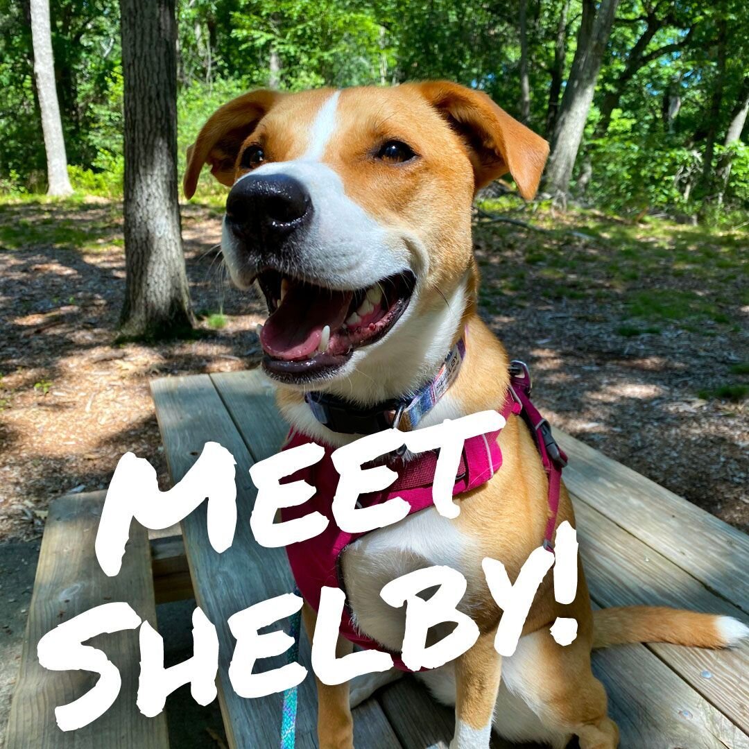 Say hello to Shelby! Shelby is a newcomer to the pack and we couldn't be happier to have her! Bright, energetic, enthusiastic, and faster than you can imagine, Shelby is loved by all in the pack. She was born for pack adventures! 🐶 🏕️ ⠀
⠀
.⠀
.⠀
.⠀
