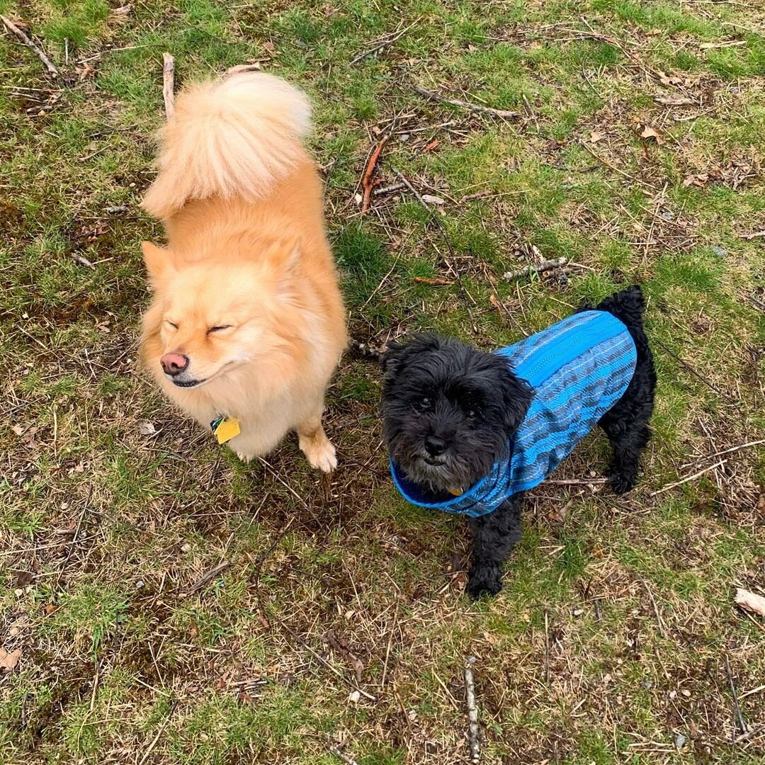 Cesare and Max run the pack. That's no joke! these two are a couple of li'l dudes with big dogs hearts and they run with the biggest boy and girls in the pack! 😍 🐩 🐕 ⠀
⠀
.⠀
.⠀
.⠀
.⠀
#dogs #dogsofinstagram #dogofthedayjp #dogstagram #jamaicaplain #