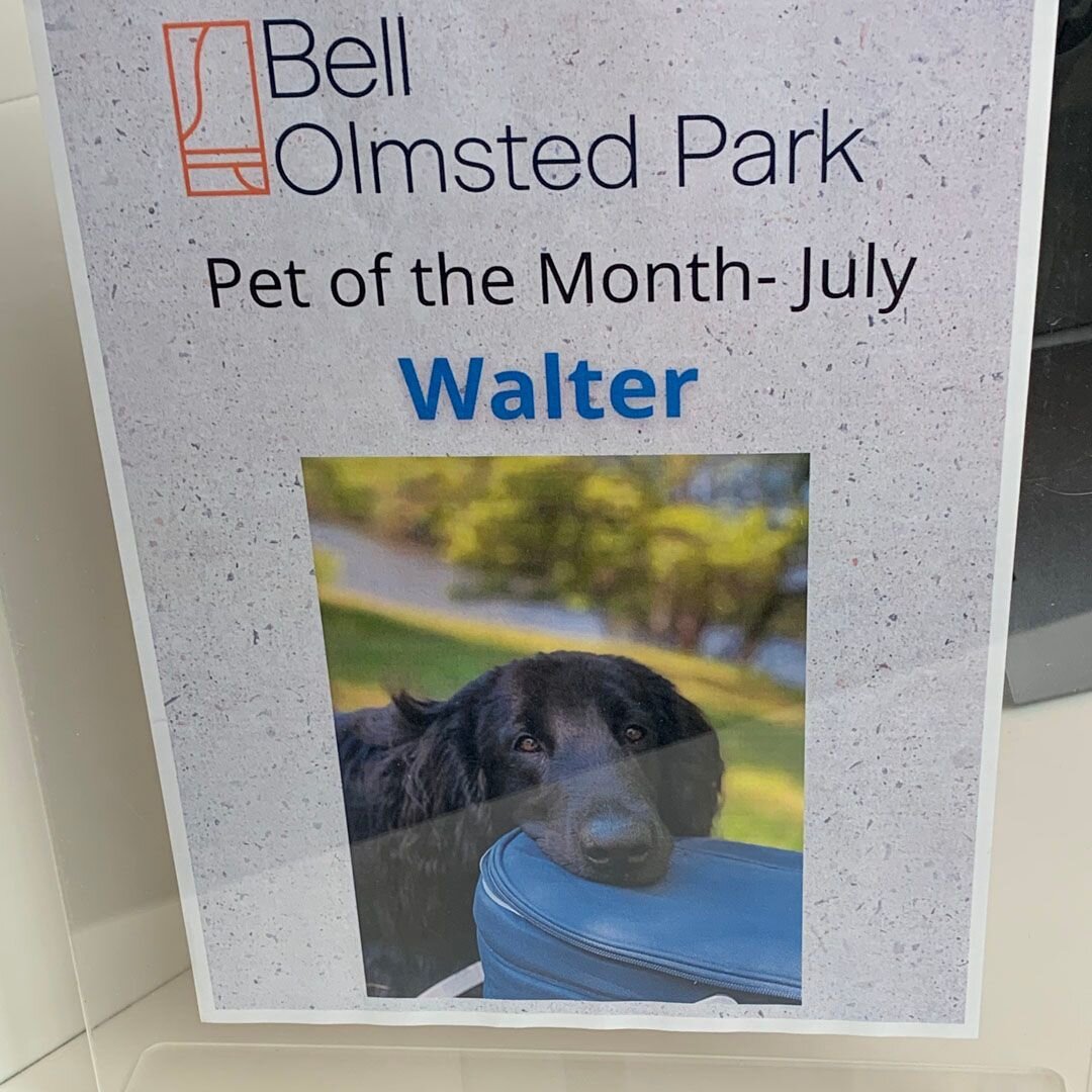 Guess who just won a MAJOR REWARD? It's WALTER!!!!! Congrats to the best boy in the business! 🐕 👑 ⠀
.⠀
.⠀
.⠀
.⠀
#dogs #dogsofinstagram #dogofthedayjp #dogstagram #jamaicaplain #dogsofinsta #dogslife #doglover #cutedog #dogdays #happydogs #puppers #