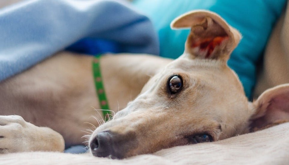 whippet home boarding