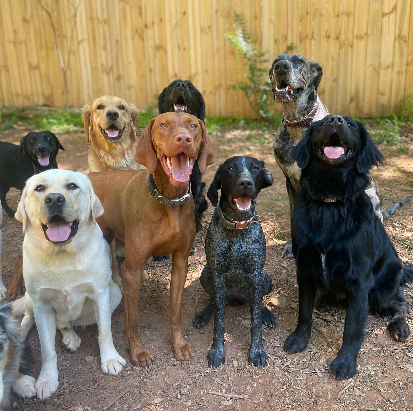 Daisy, Hudson, Tupelo, Dansby, Banks, Moose, Georgia, &amp; Lennon - making memories in the sun before the rain starts! ☀️

#nolajaydogs #labrador #lab #labsofinstagram #gsp #pointer #vizsla #golden #goldenretriever #goldenretrievers #goldensofinstag