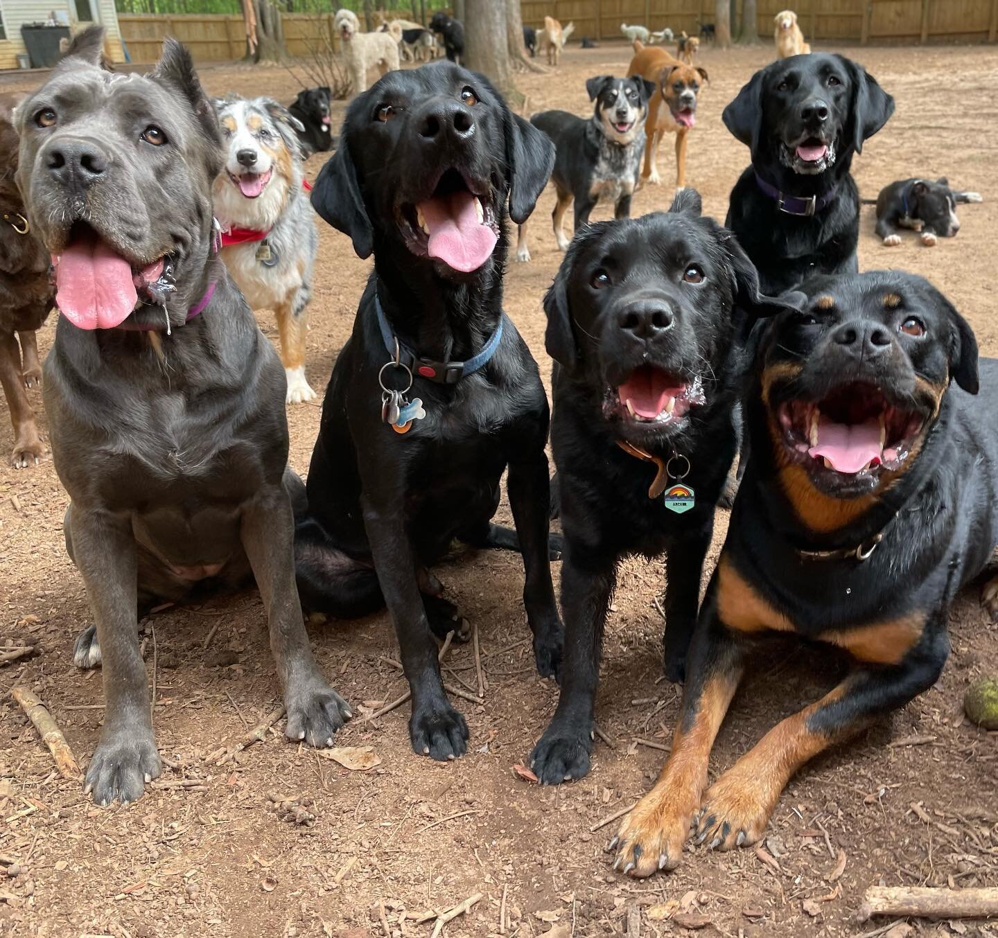 Phoenix, Zion, Archie, Auggie, &amp; friends loving their spring break!

#nolajaydogs #dog #dogs #dogsofinstagram #lab #labrador #blacklab #canecorso #mastiff #rottweiler #rottie #labsofinstagram #dogsinthecity