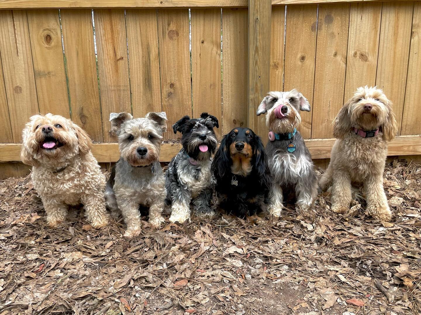 Ari, Buddy, Finley, Murphy, Titus, &amp; Maizie - These farm dogs may look little, but they&rsquo;ll throw down in a big way! 

#nolajaydogs #schnauzer #minischnauzer #cockapoo #doodle #dachshund #weinerdog #dogoftheday #dogsofinstagram #dogs #dog