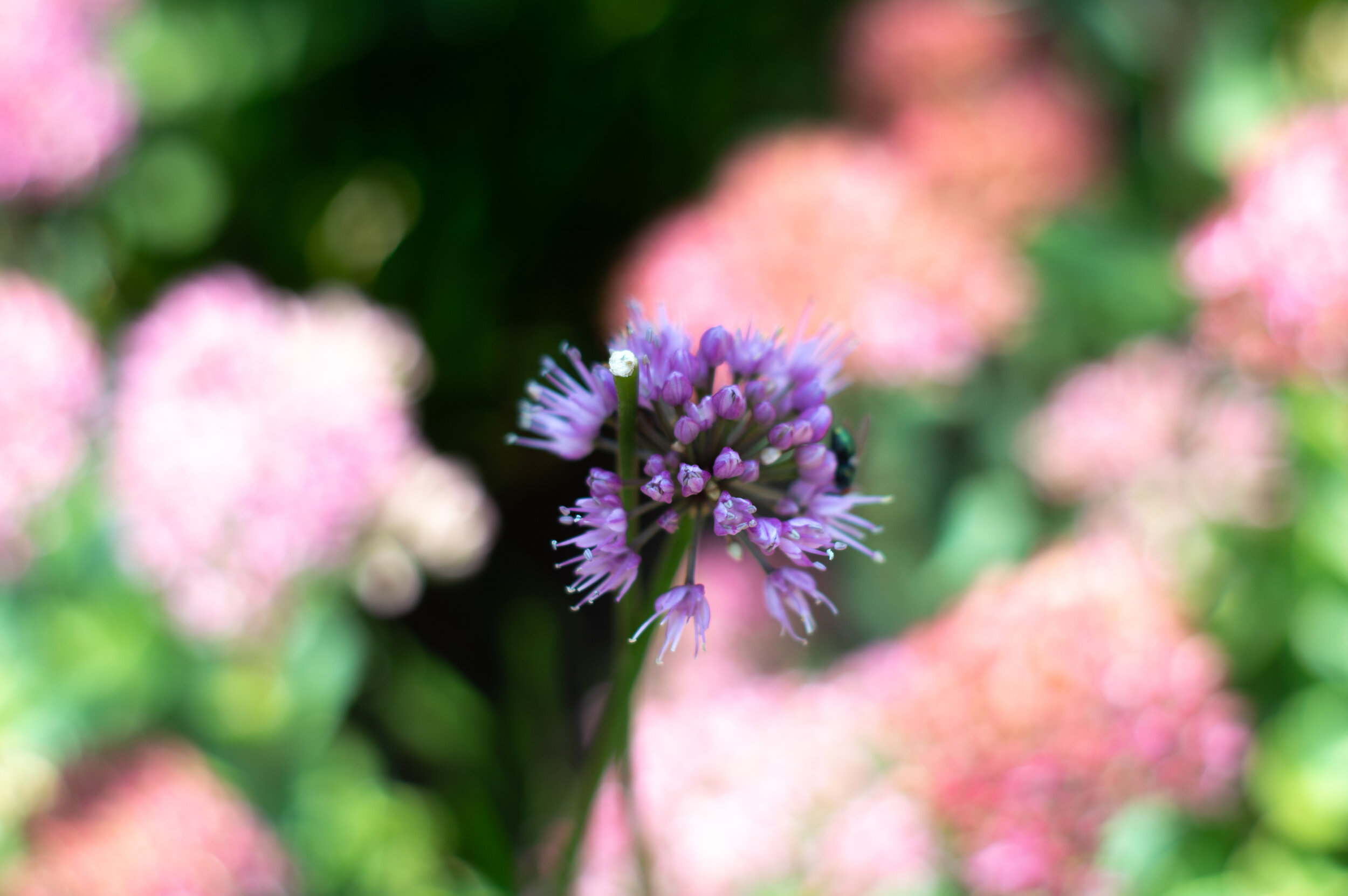 DSC_1125.jpg