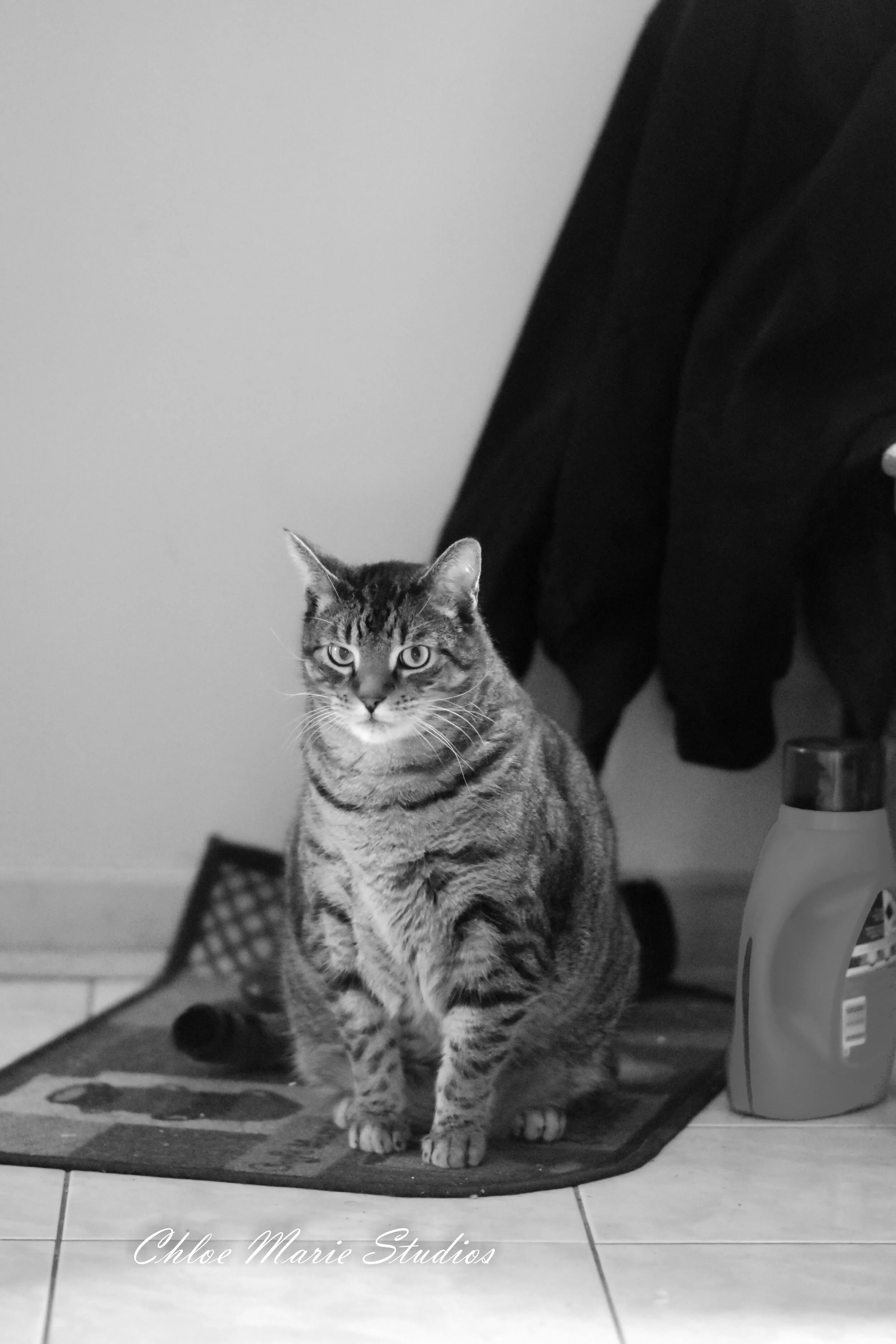 DSC_0460.jpg