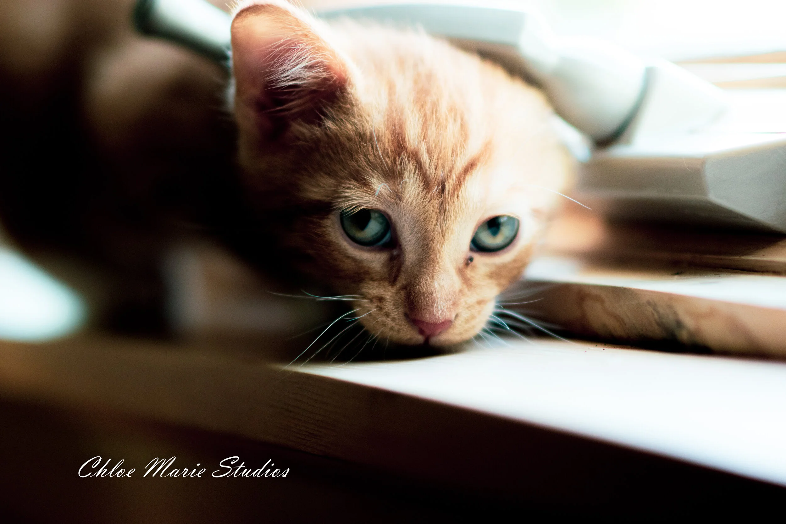 DSC_0631.jpg
