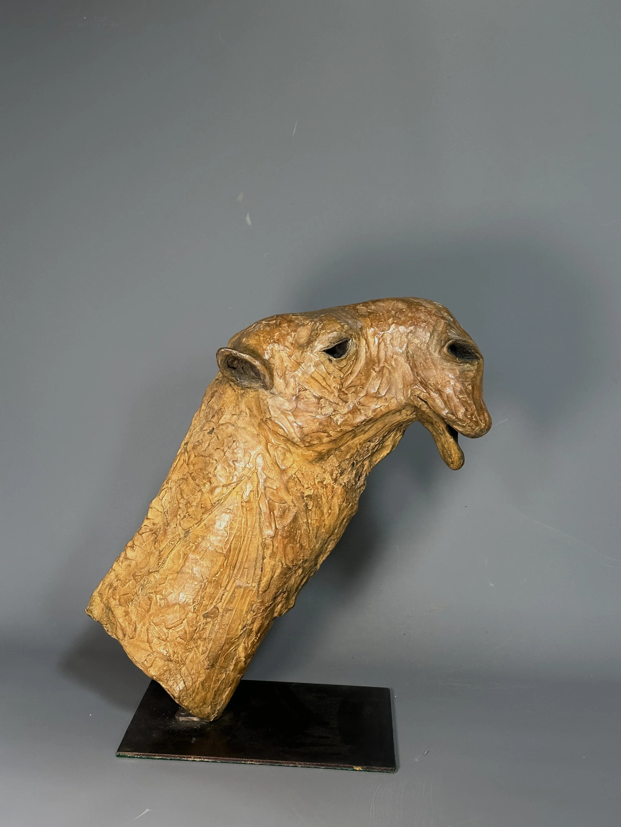Camel head
