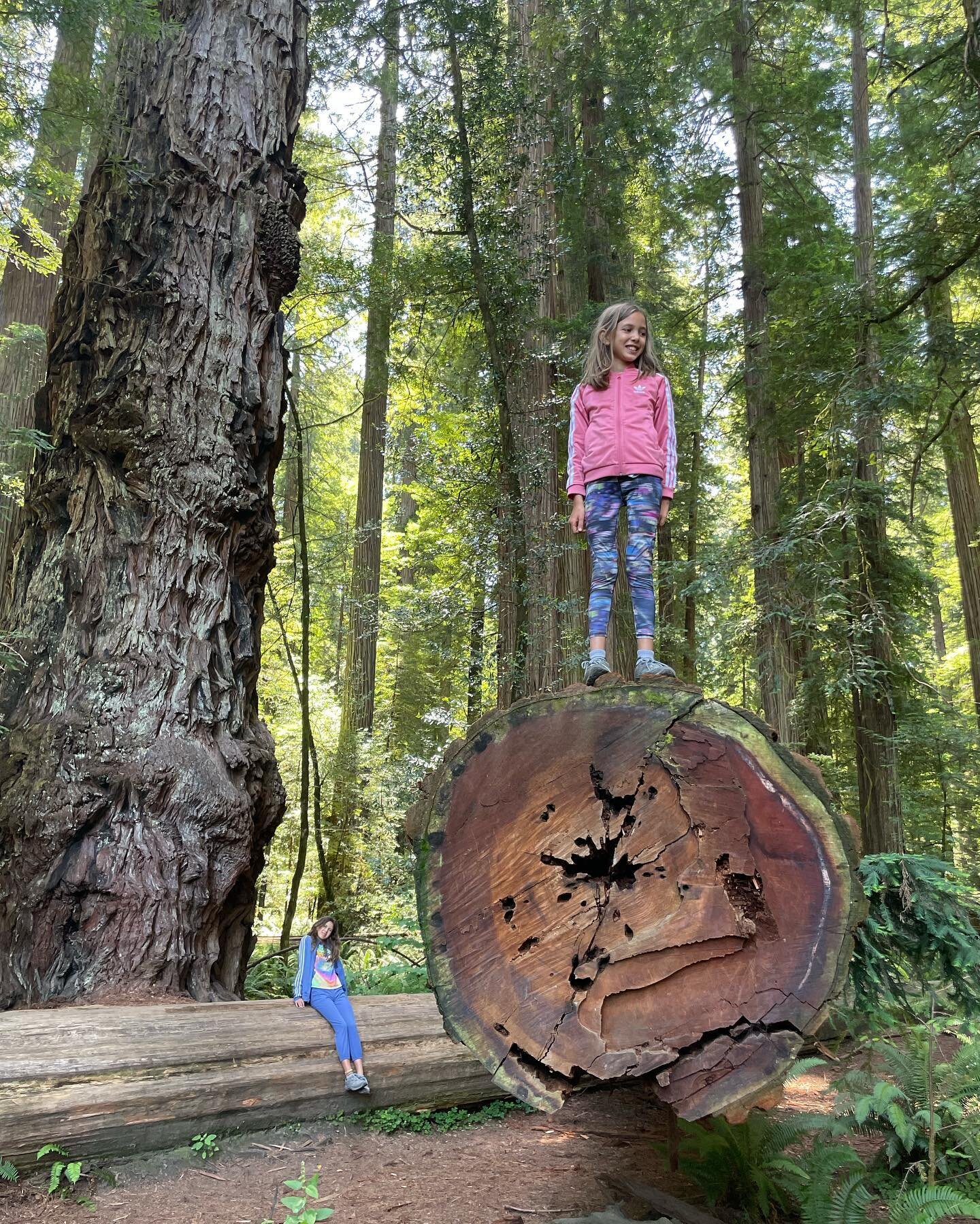 Tall trees! Have you been to Redwood National &amp; State Parks? 

#parks #findyourpark
#nps #npca #nationalpark #usnationalparks #nationalparkservice #outdoors #optoutside #ustravel #americathebeautiful
#camping #hiking #nature  #roadtrip #shotoniph