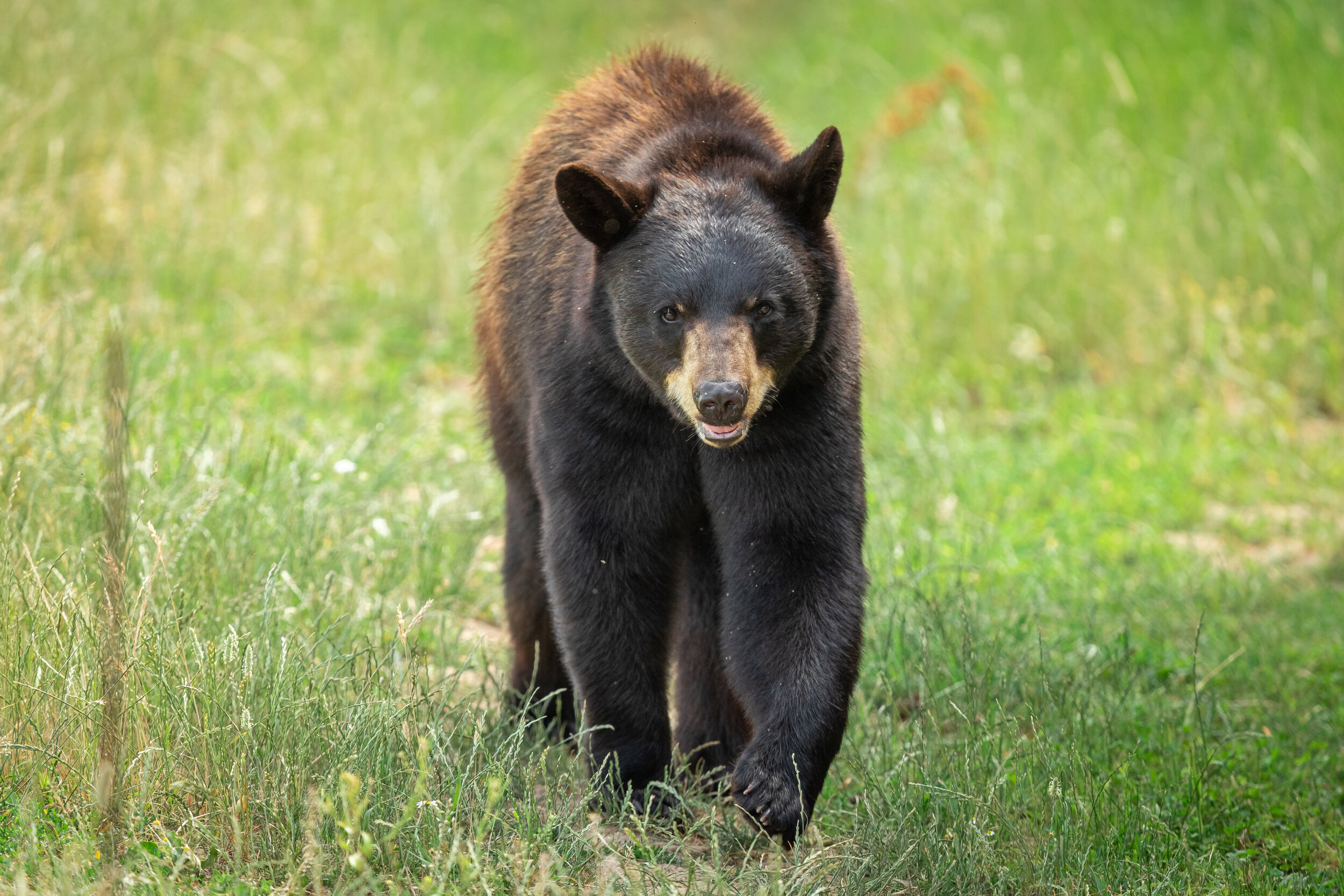 Black-bear-in-the-meadow-1159961485_5424x3616.jpeg