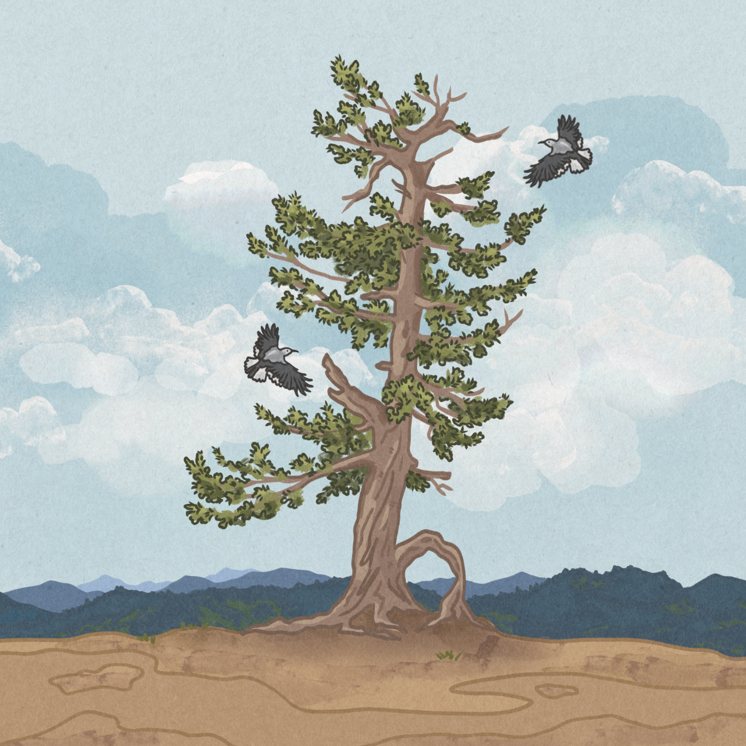 Whitebark Pine.png