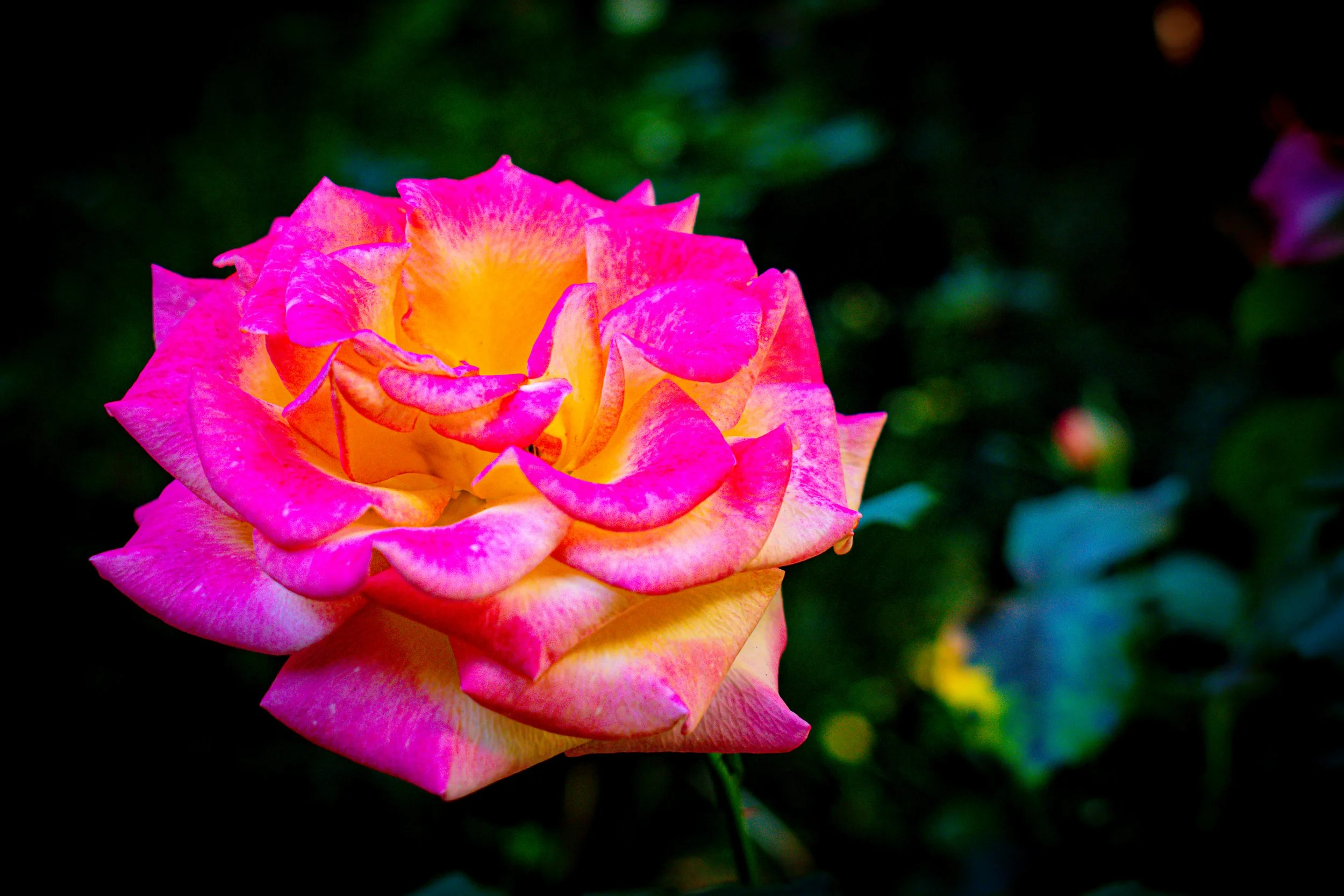 DSC_0345.jpg