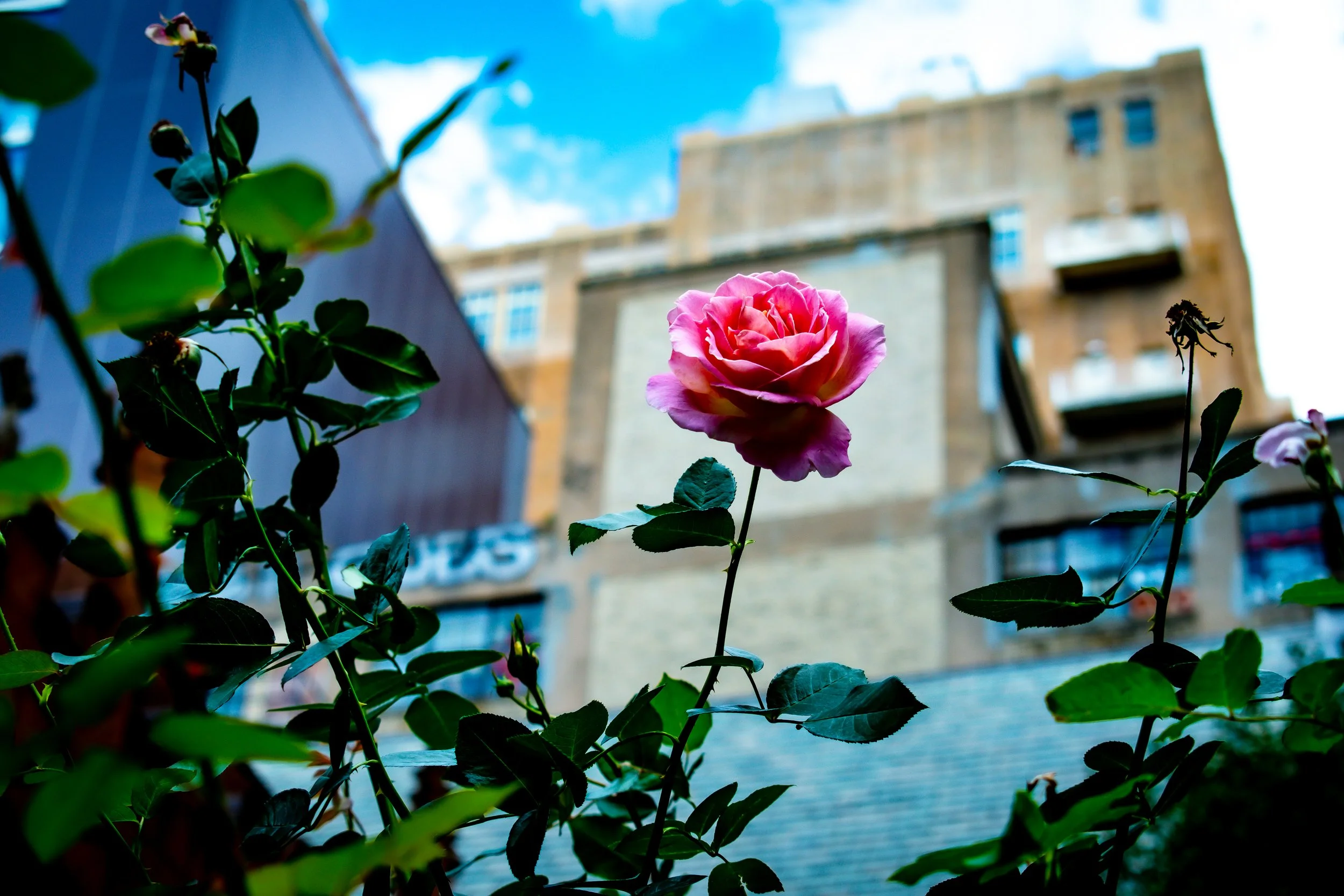 DSC_0429.jpg