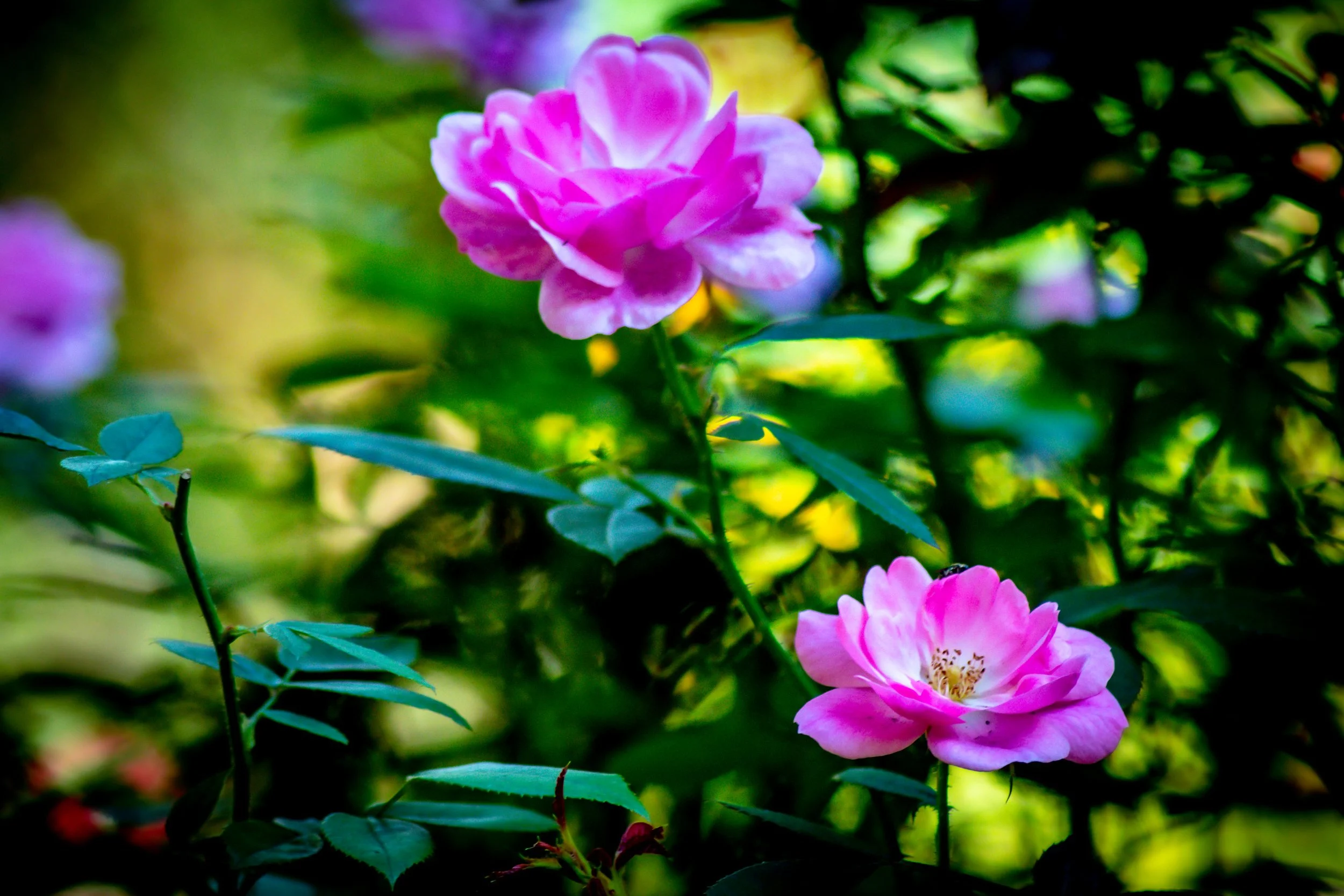 DSC_0361.jpg