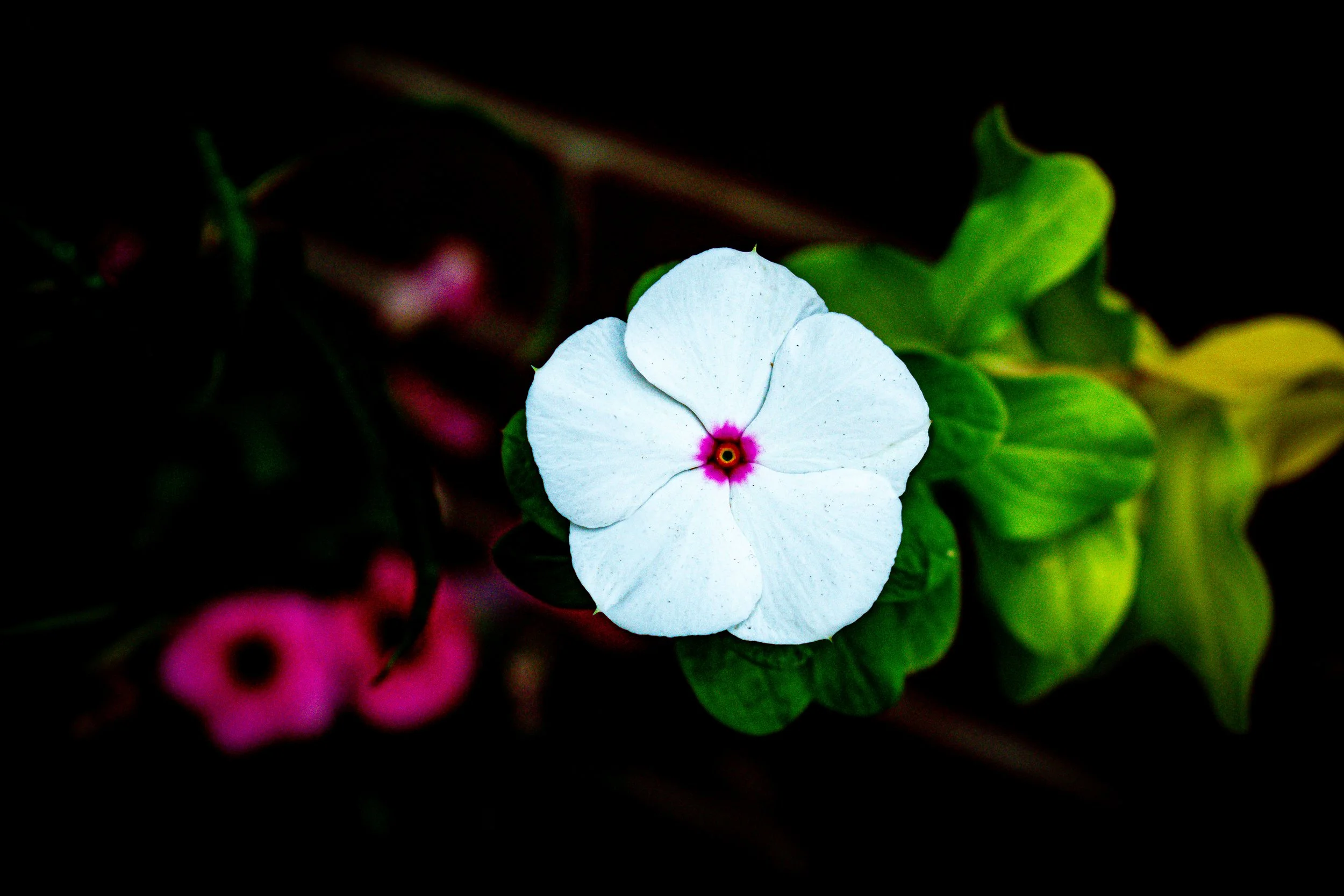 DSC_0369.jpg